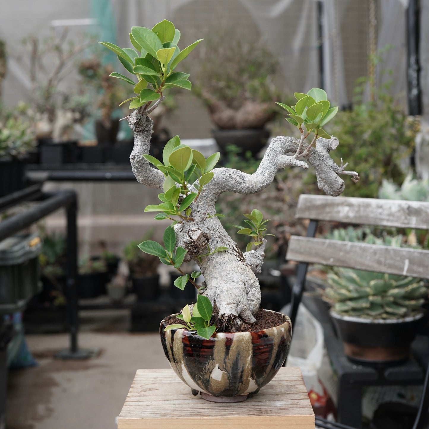 Ficus microcarpa（ガジュマル）No.13 × Konect Tokyo