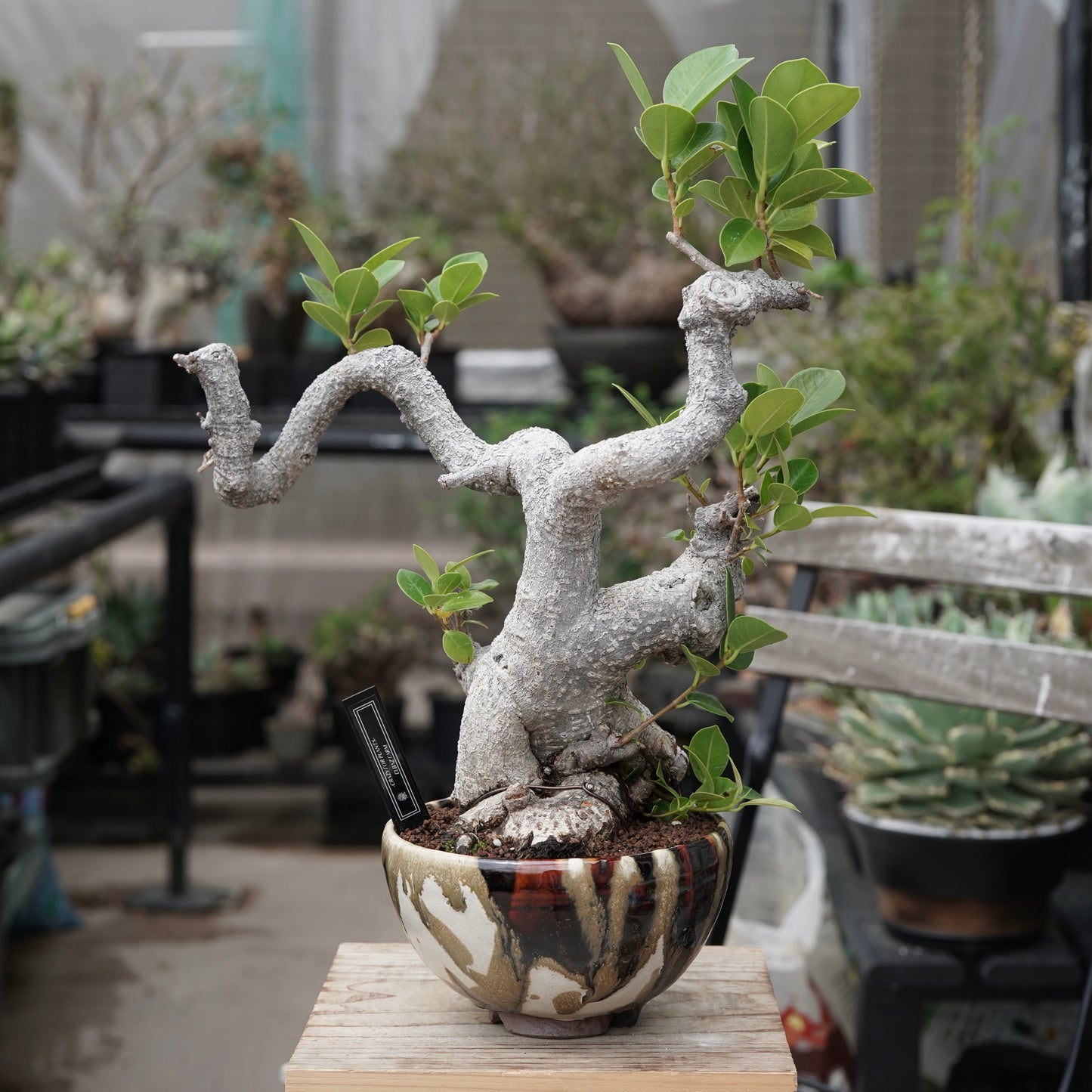 Ficus microcarpa（ガジュマル）No.13 × Konect Tokyo