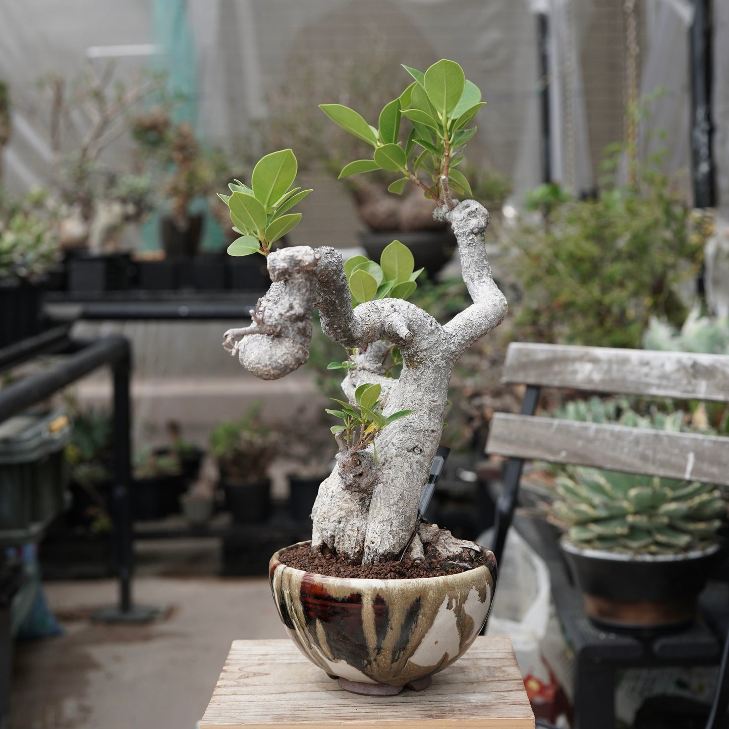 Ficus microcarpa（ガジュマル）No.13 × Konect Tokyo