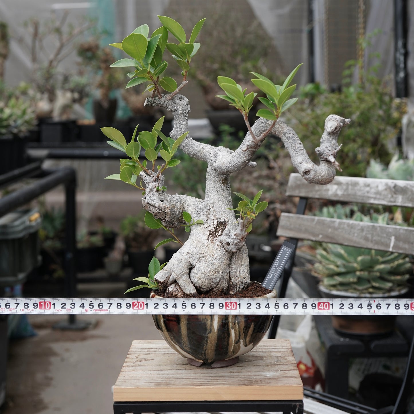 Ficus microcarpa（ガジュマル）No.13 × Konect Tokyo