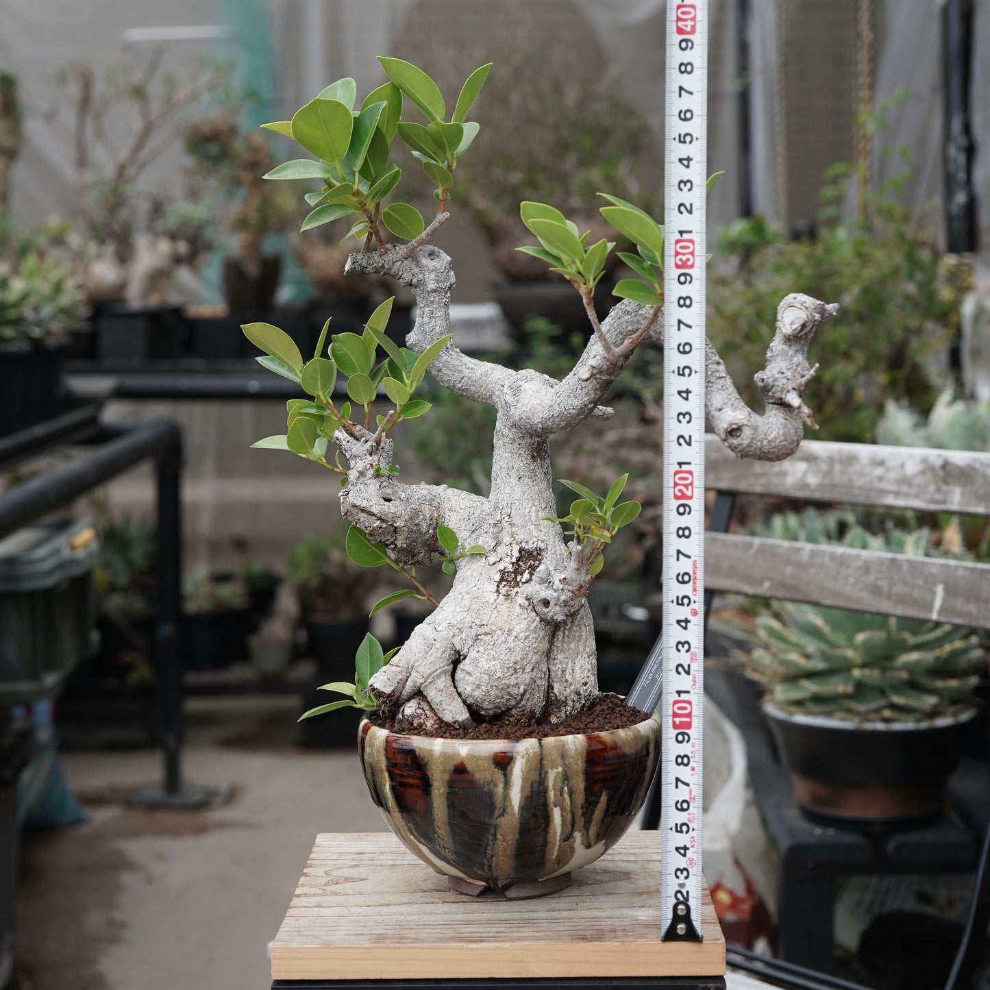 Ficus microcarpa（ガジュマル）No.13 × Konect Tokyo