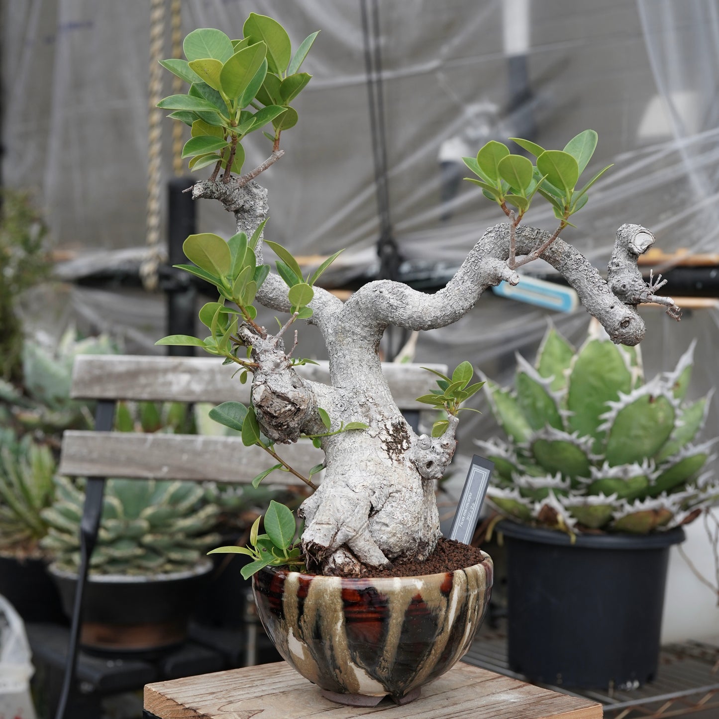 Ficus microcarpa（ガジュマル）No.13 × Konect Tokyo