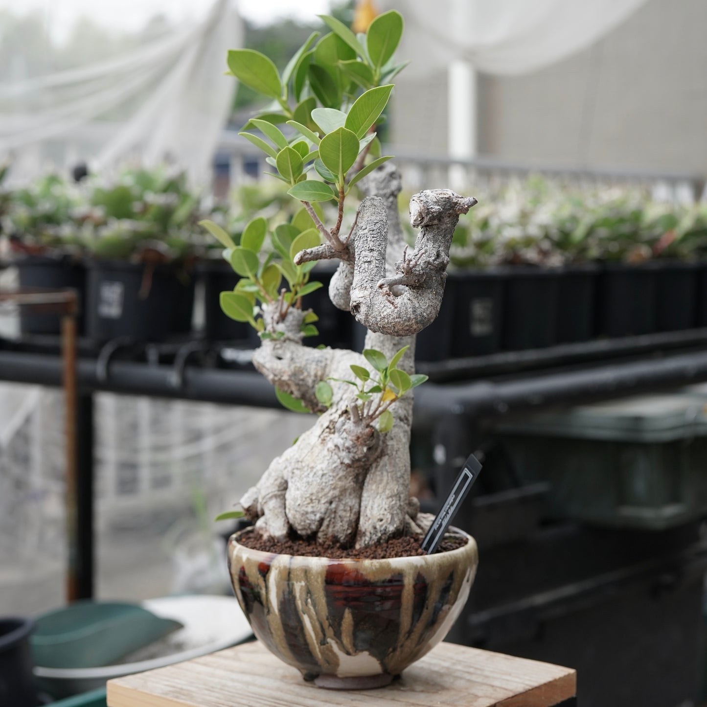 Ficus microcarpa（ガジュマル）No.13 × Konect Tokyo