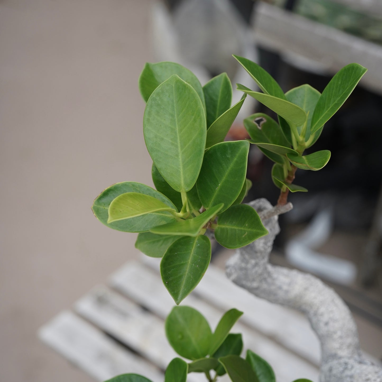 Ficus microcarpa（ガジュマル）No.13 × Konect Tokyo