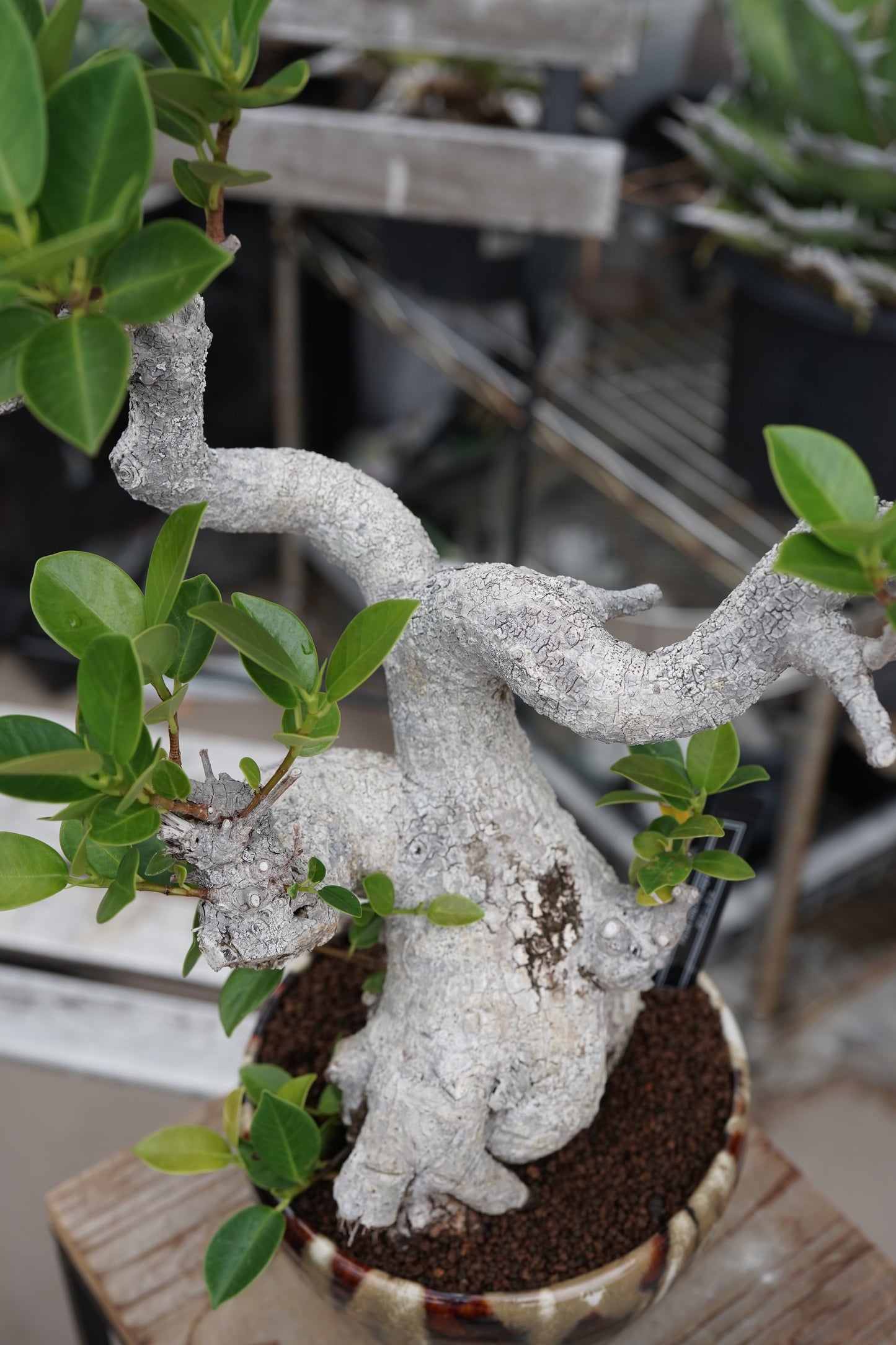 Ficus microcarpa（ガジュマル）No.13 × Konect Tokyo