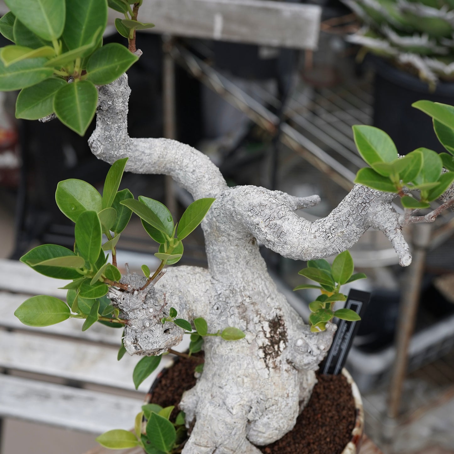 Ficus microcarpa（ガジュマル）No.13 × Konect Tokyo