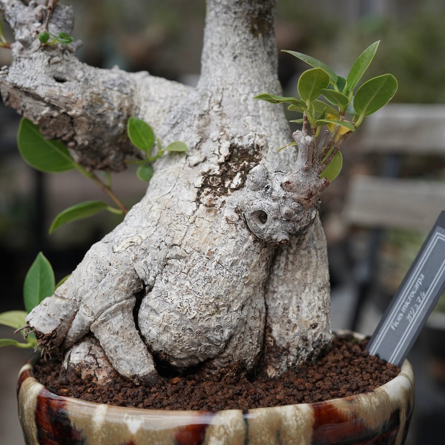 Ficus microcarpa（ガジュマル）No.13 × Konect Tokyo