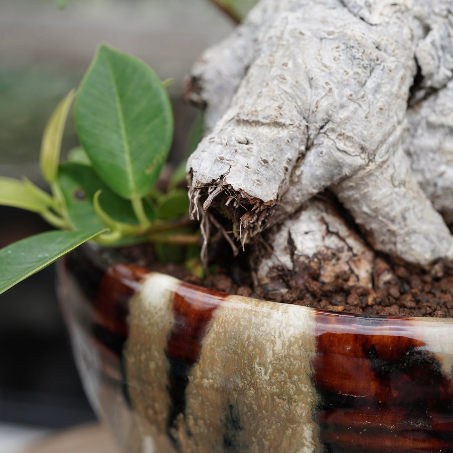 Ficus microcarpa（ガジュマル）No.13 × Konect Tokyo