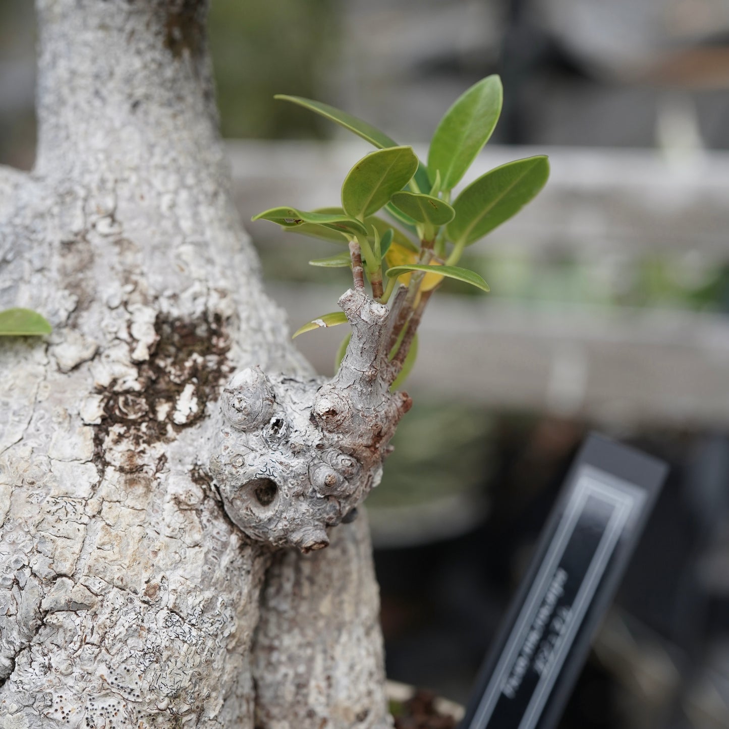 Ficus microcarpa（ガジュマル）No.13 × Konect Tokyo
