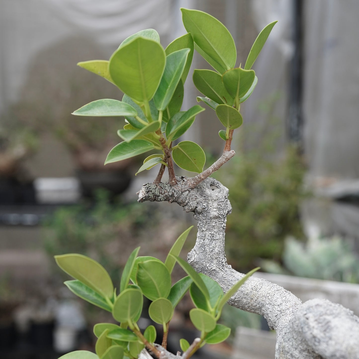 Ficus microcarpa（ガジュマル）No.13 × Konect Tokyo
