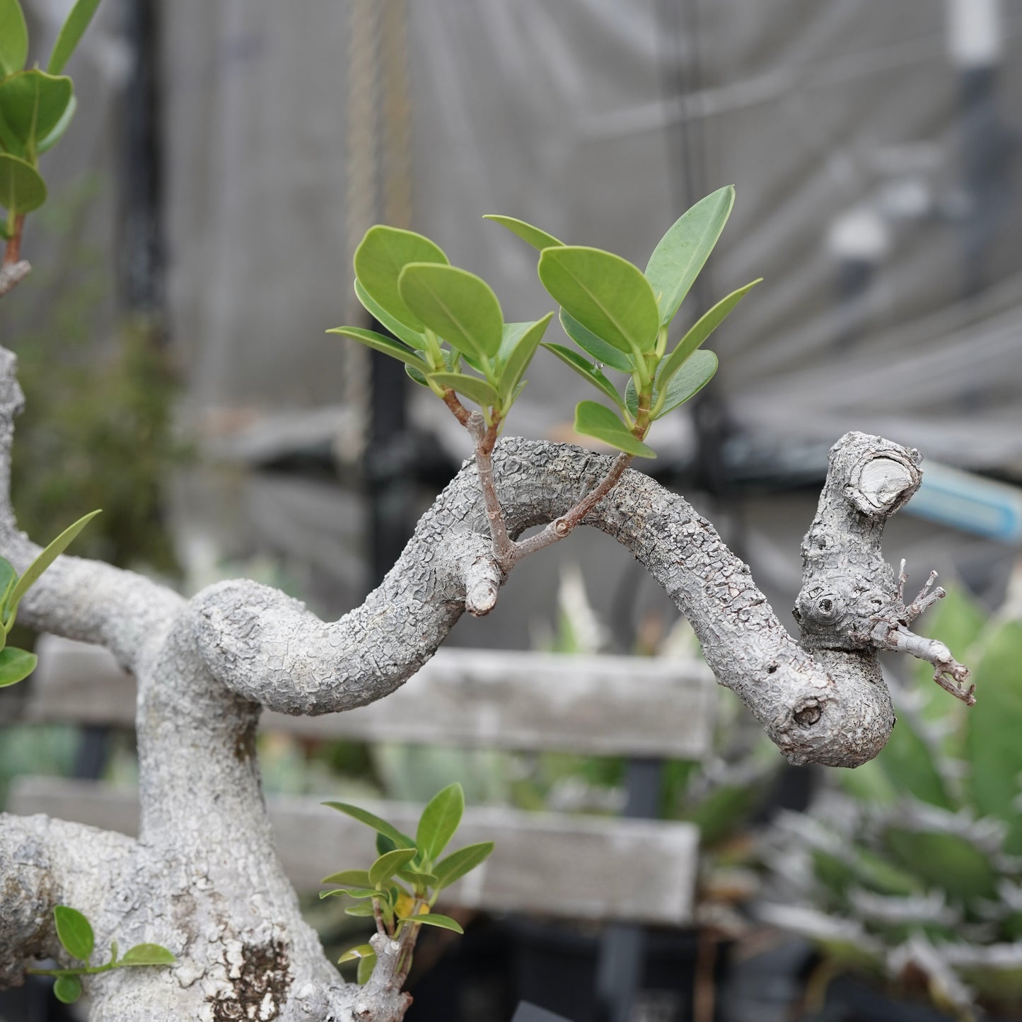 Ficus microcarpa（ガジュマル）No.13 × Konect Tokyo