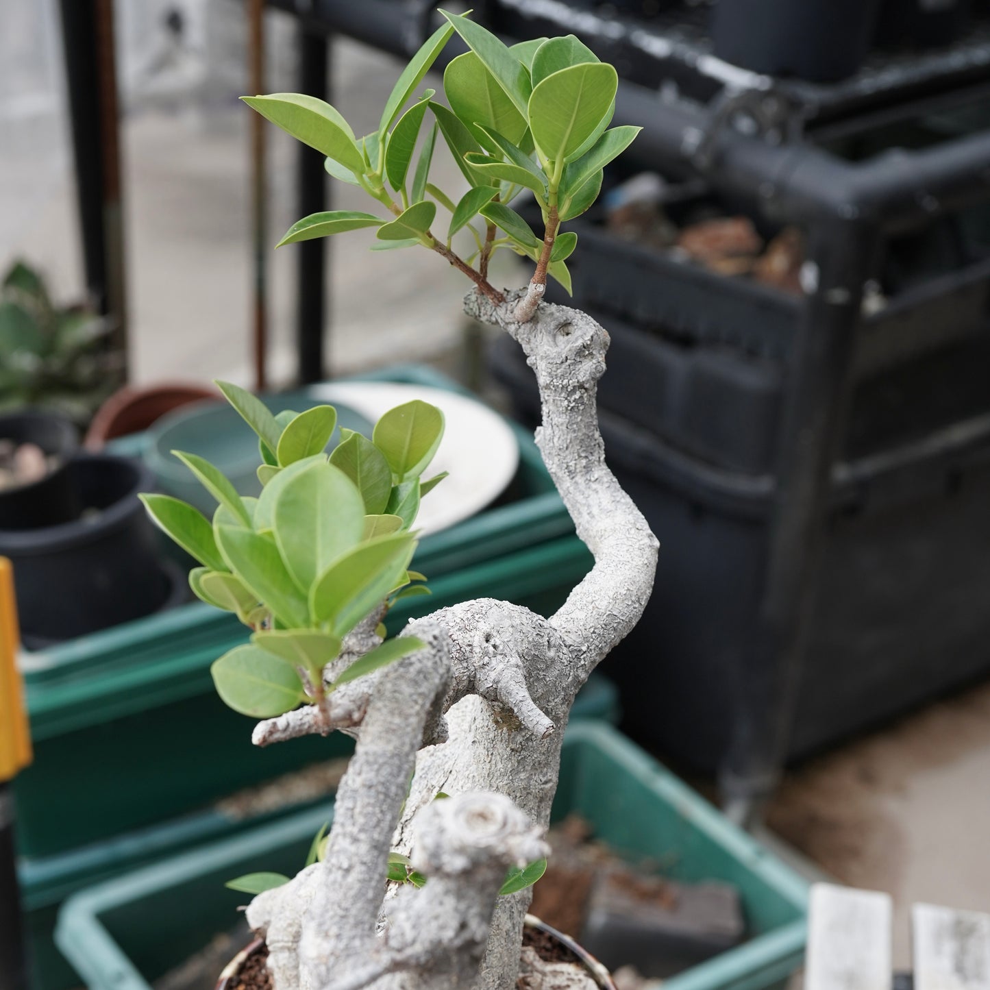 Ficus microcarpa（ガジュマル）No.13 × Konect Tokyo