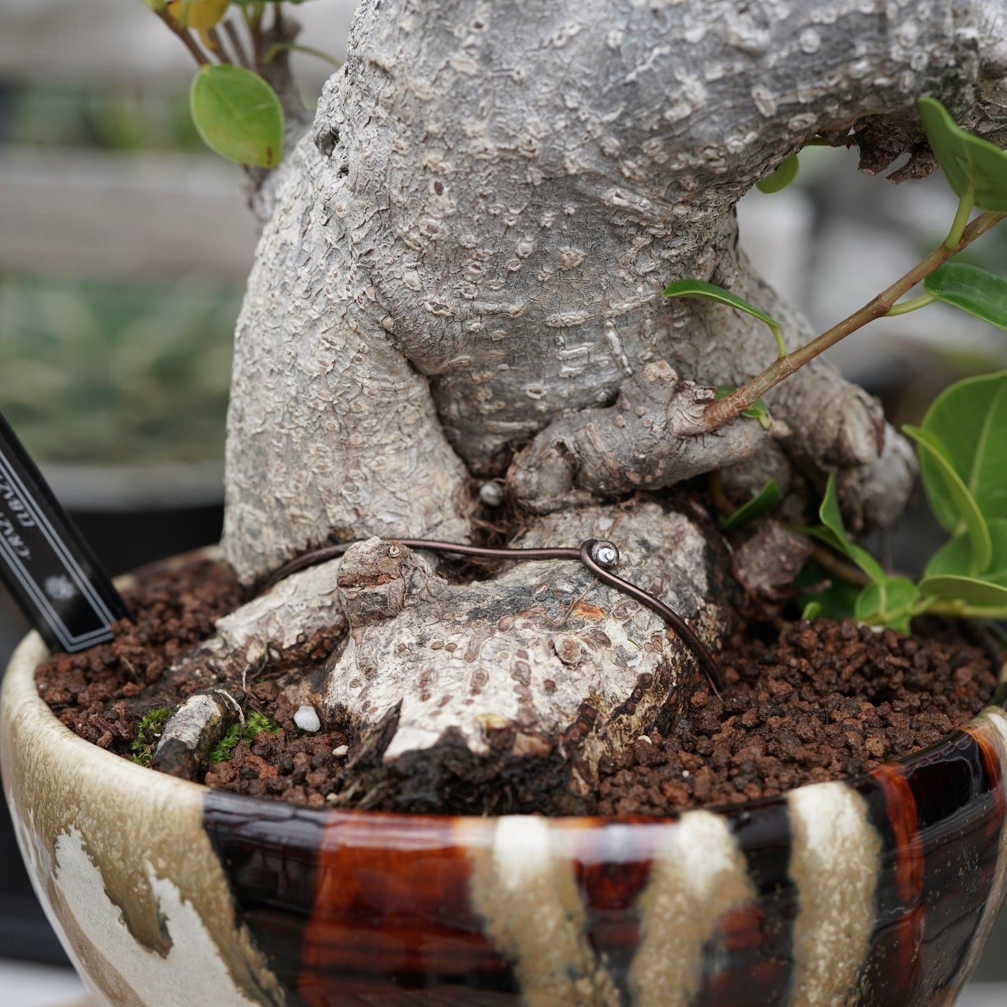 Ficus microcarpa（ガジュマル）No.13 × Konect Tokyo
