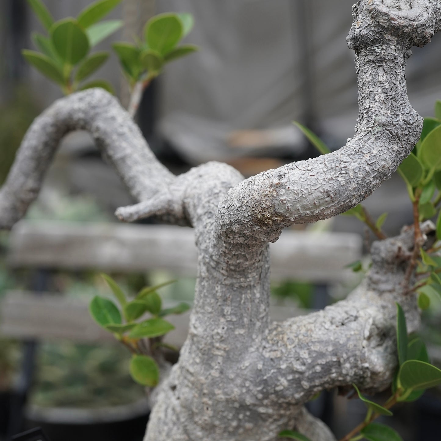 Ficus microcarpa（ガジュマル）No.13 × Konect Tokyo