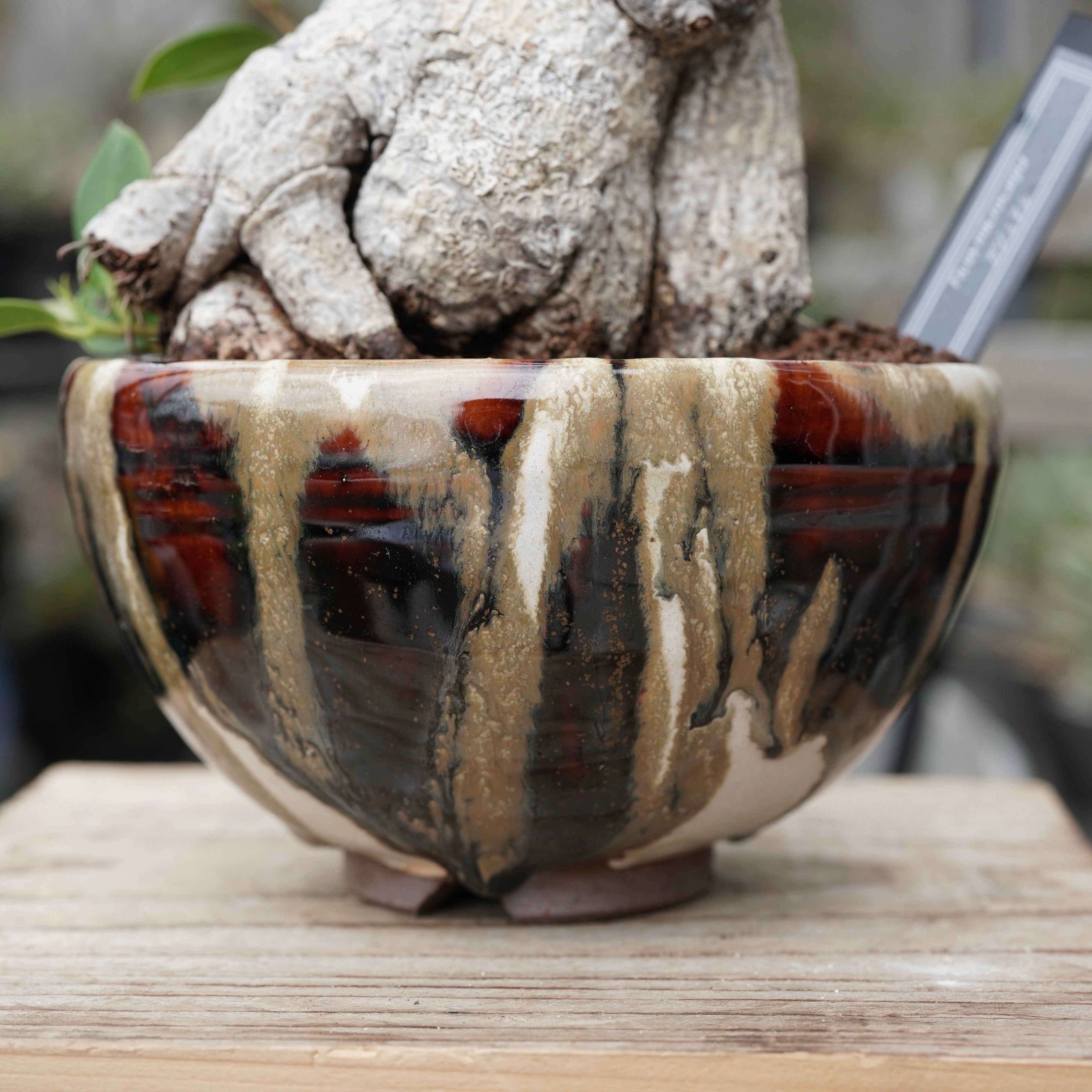 Ficus microcarpa（ガジュマル）No.13 × Konect Tokyo – ELBAZ GREEN STORE