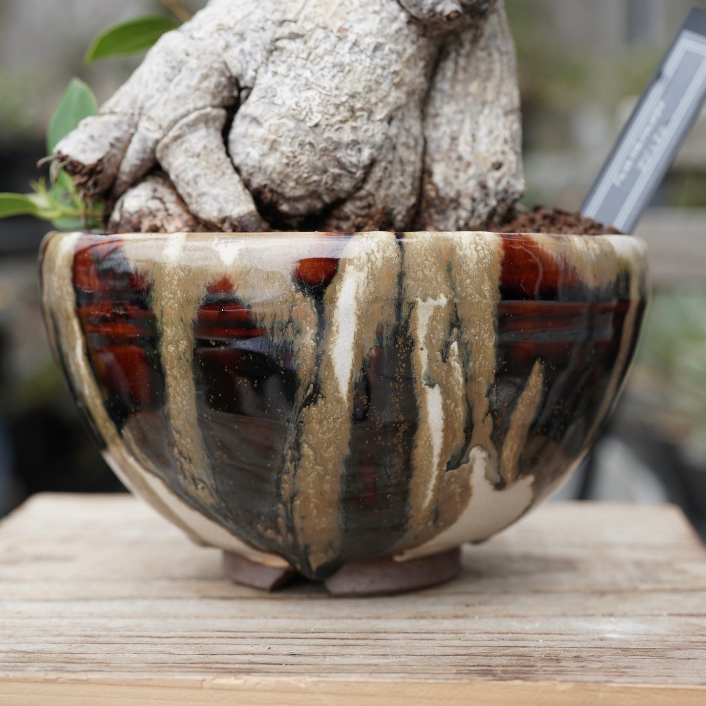 Ficus microcarpa（ガジュマル）No.13 × Konect Tokyo