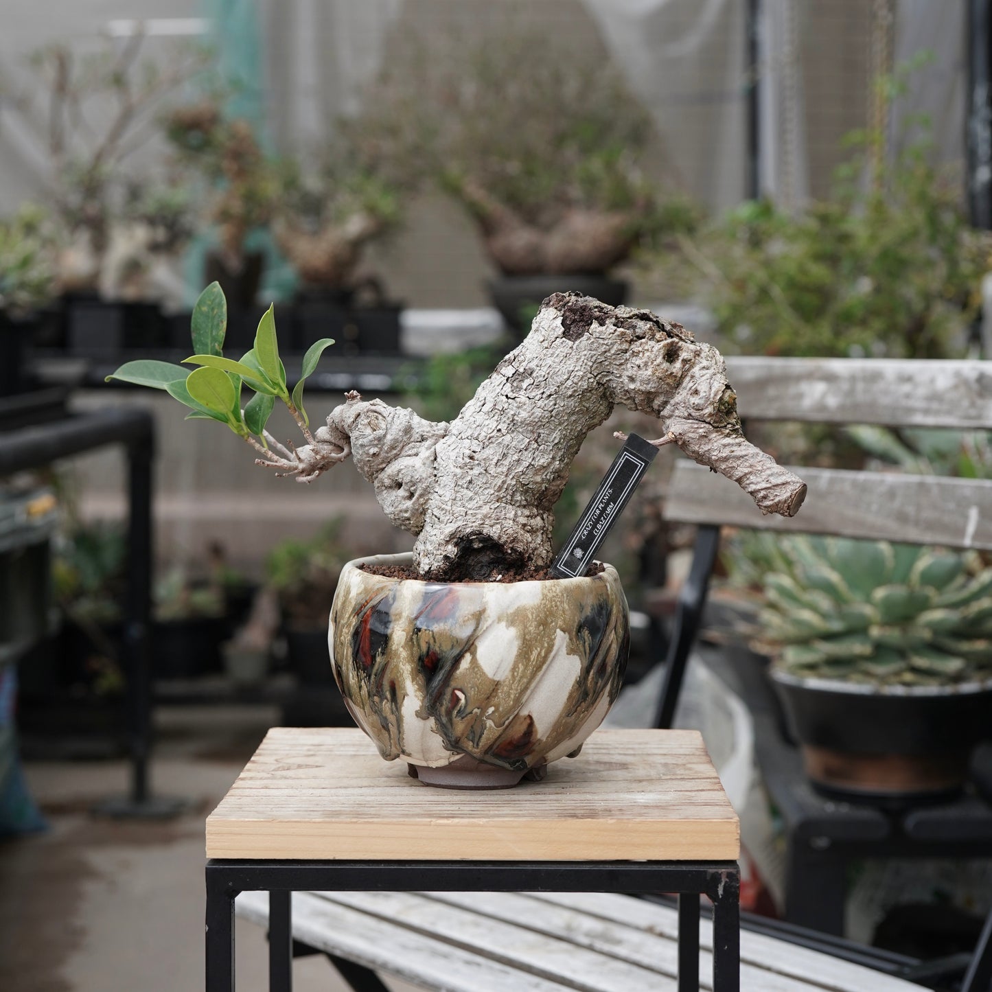 Ficus microcarpa（ガジュマル）No.15 × Konect Tokyo
