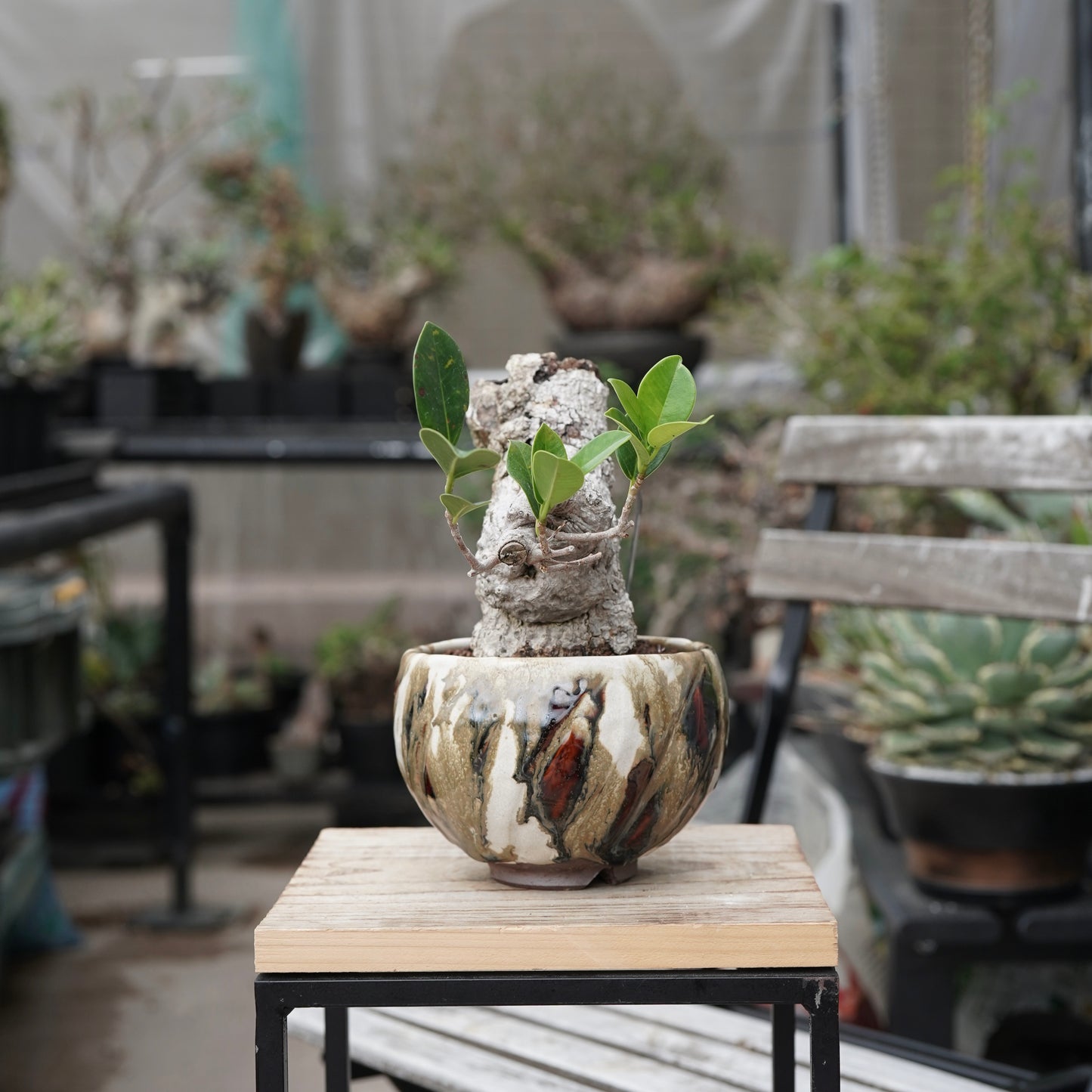 Ficus microcarpa（ガジュマル）No.15 × Konect Tokyo