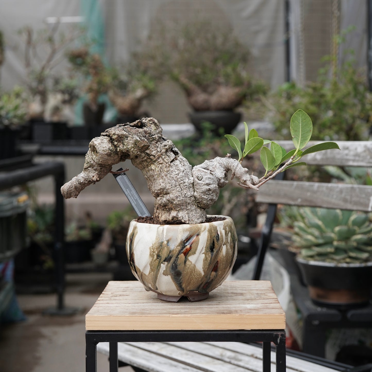 Ficus microcarpa（ガジュマル）No.15 × Konect Tokyo