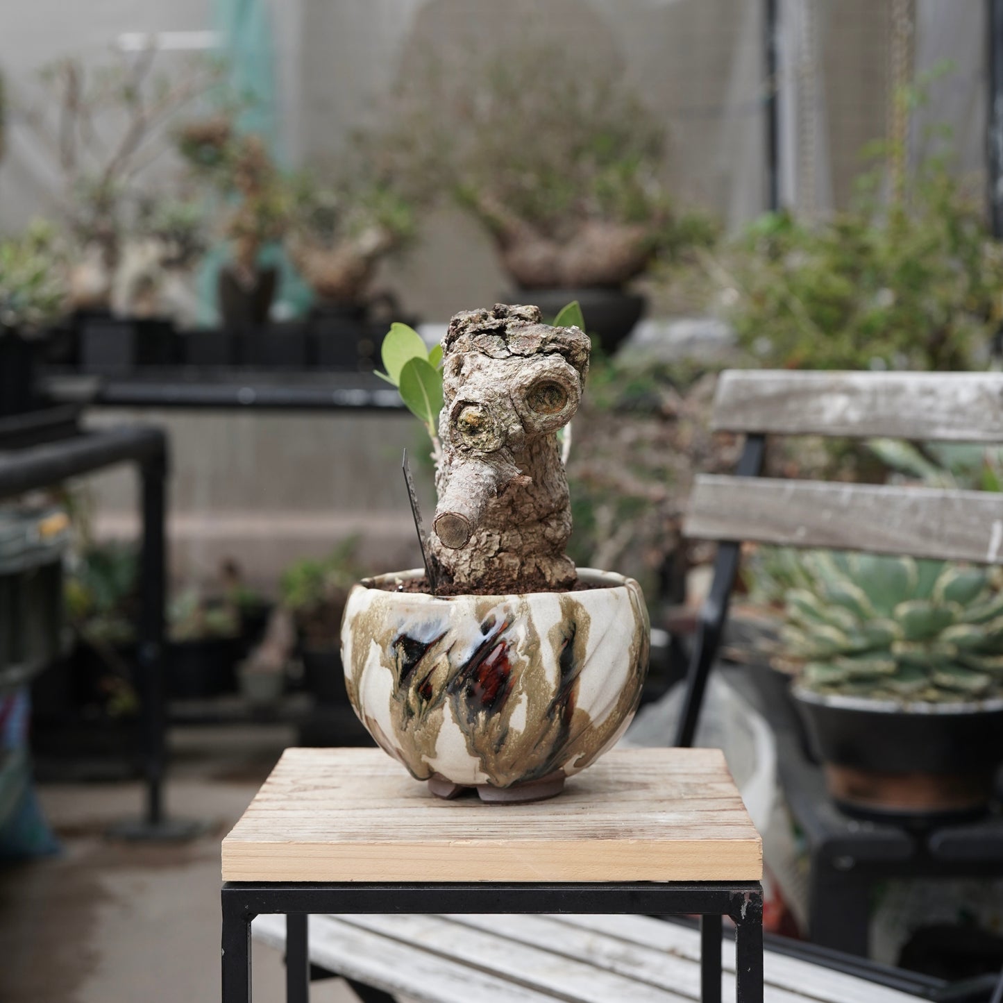 Ficus microcarpa（ガジュマル）No.15 × Konect Tokyo