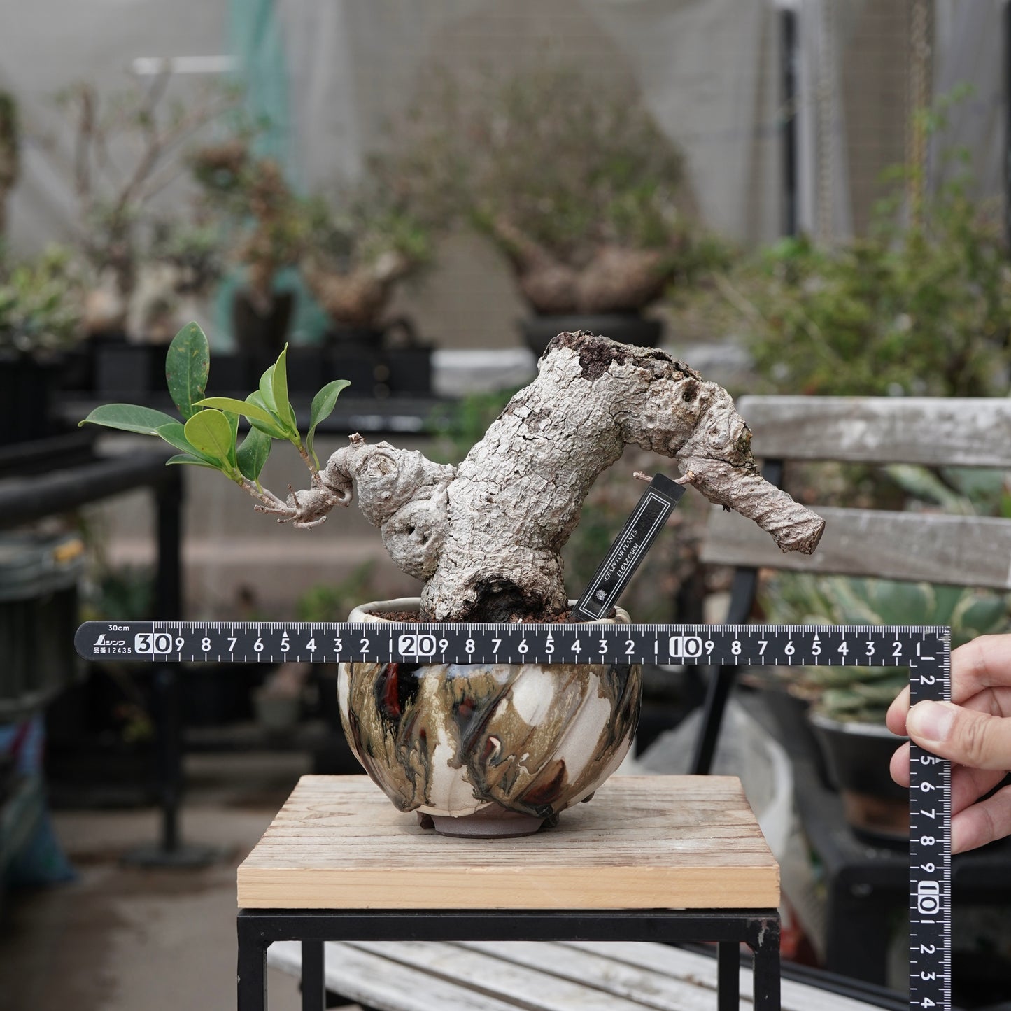 Ficus microcarpa（ガジュマル）No.15 × Konect Tokyo