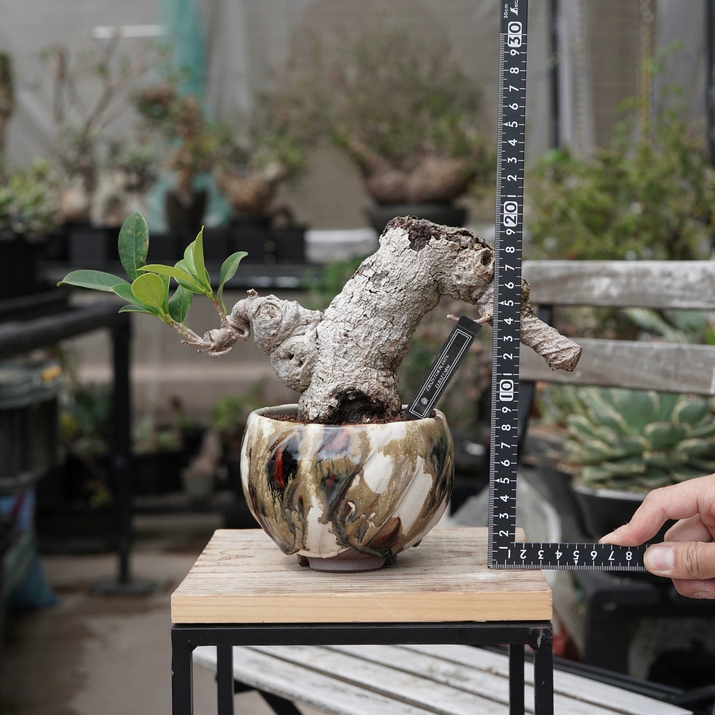 Ficus microcarpa（ガジュマル）No.15 × Konect Tokyo