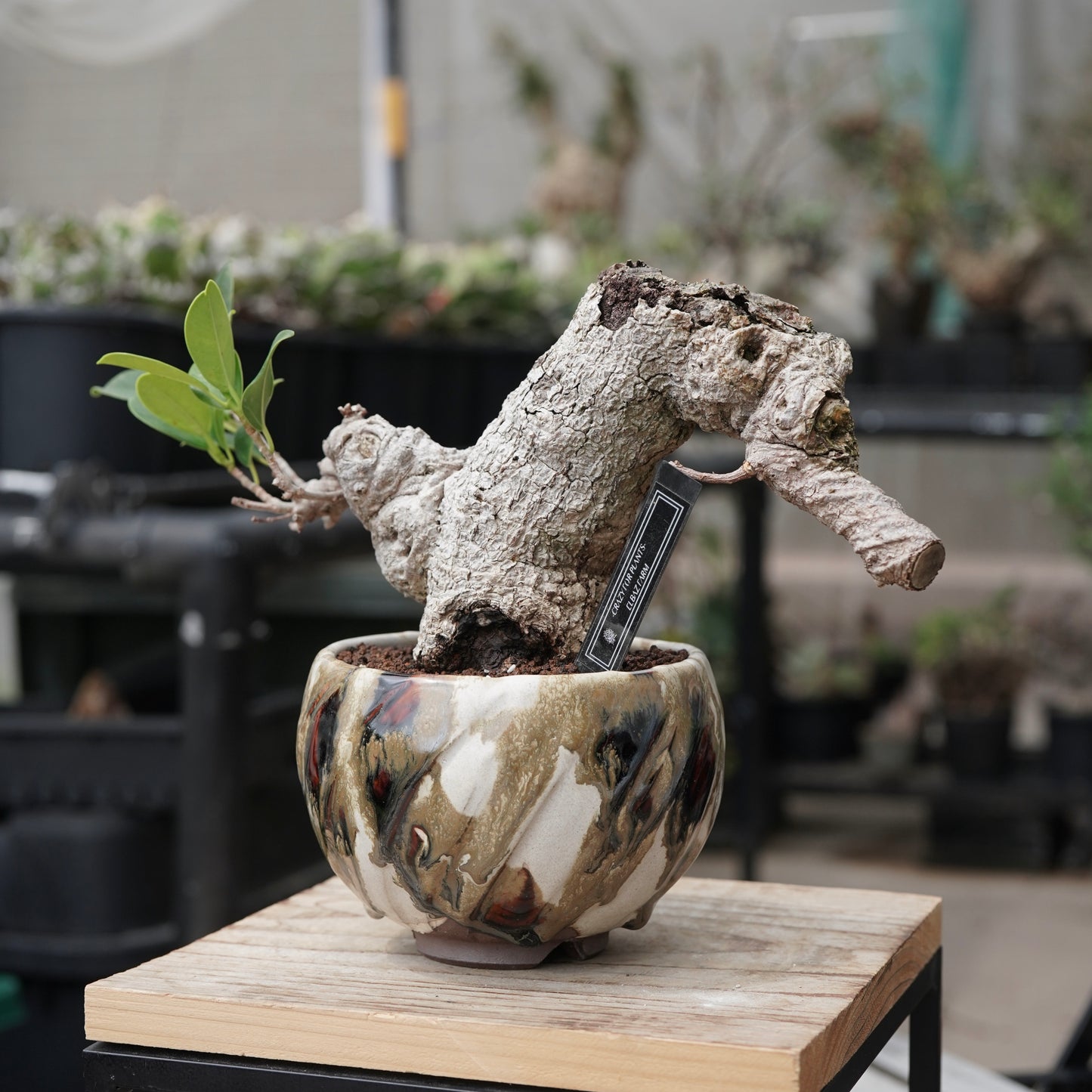 Ficus microcarpa（ガジュマル）No.15 × Konect Tokyo