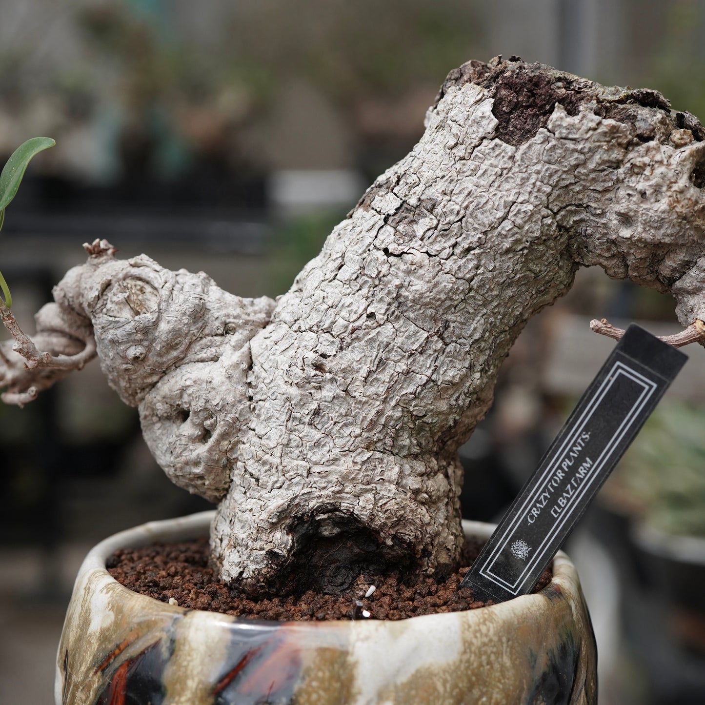 Ficus microcarpa（ガジュマル）No.15 × Konect Tokyo