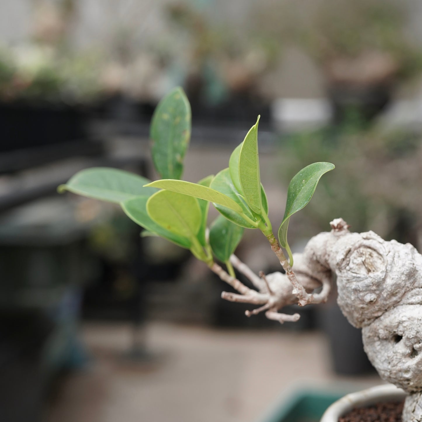 Ficus microcarpa（ガジュマル）No.15 × Konect Tokyo