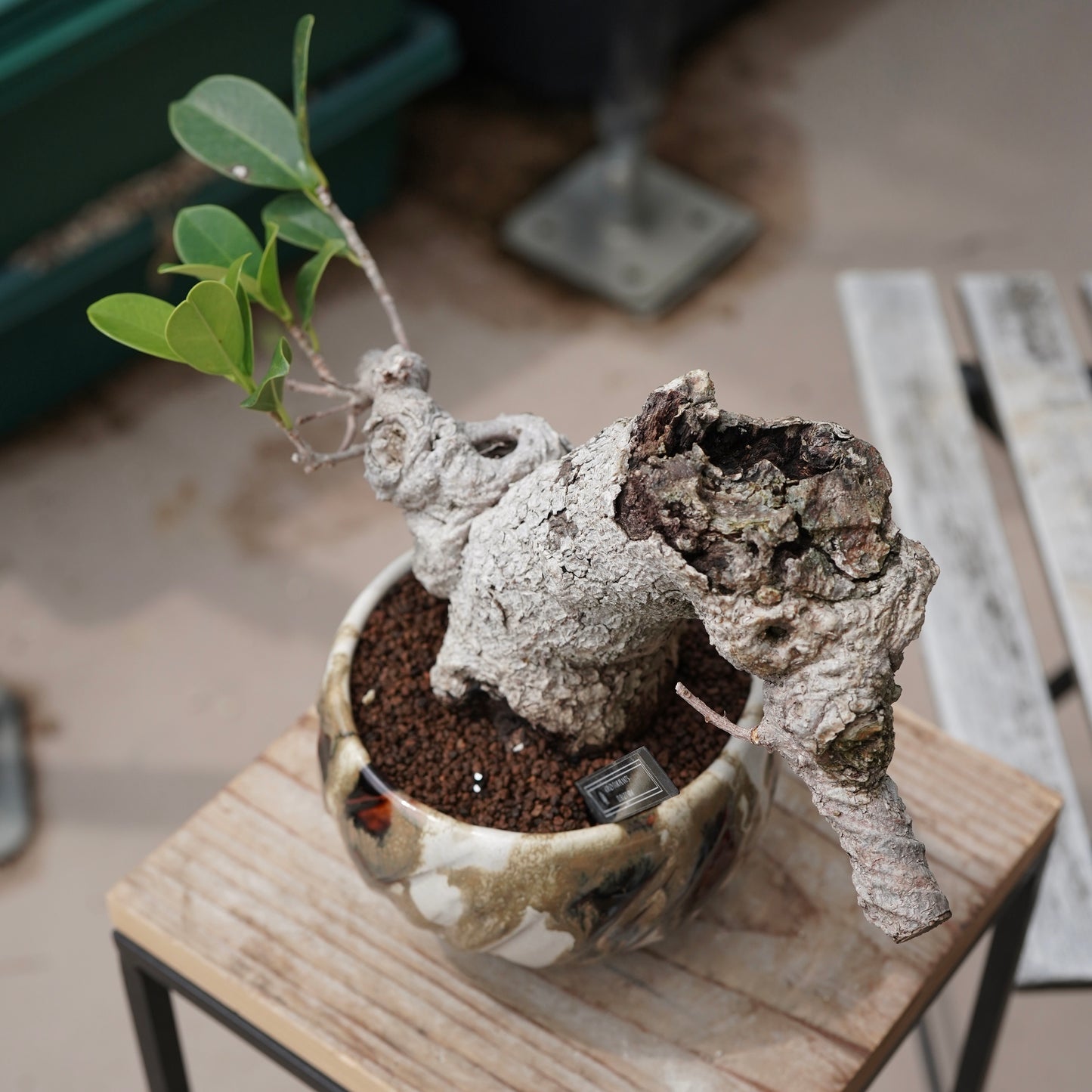 Ficus microcarpa（ガジュマル）No.15 × Konect Tokyo