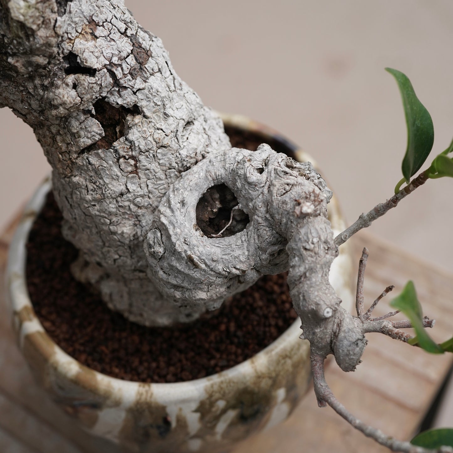Ficus microcarpa（ガジュマル）No.15 × Konect Tokyo