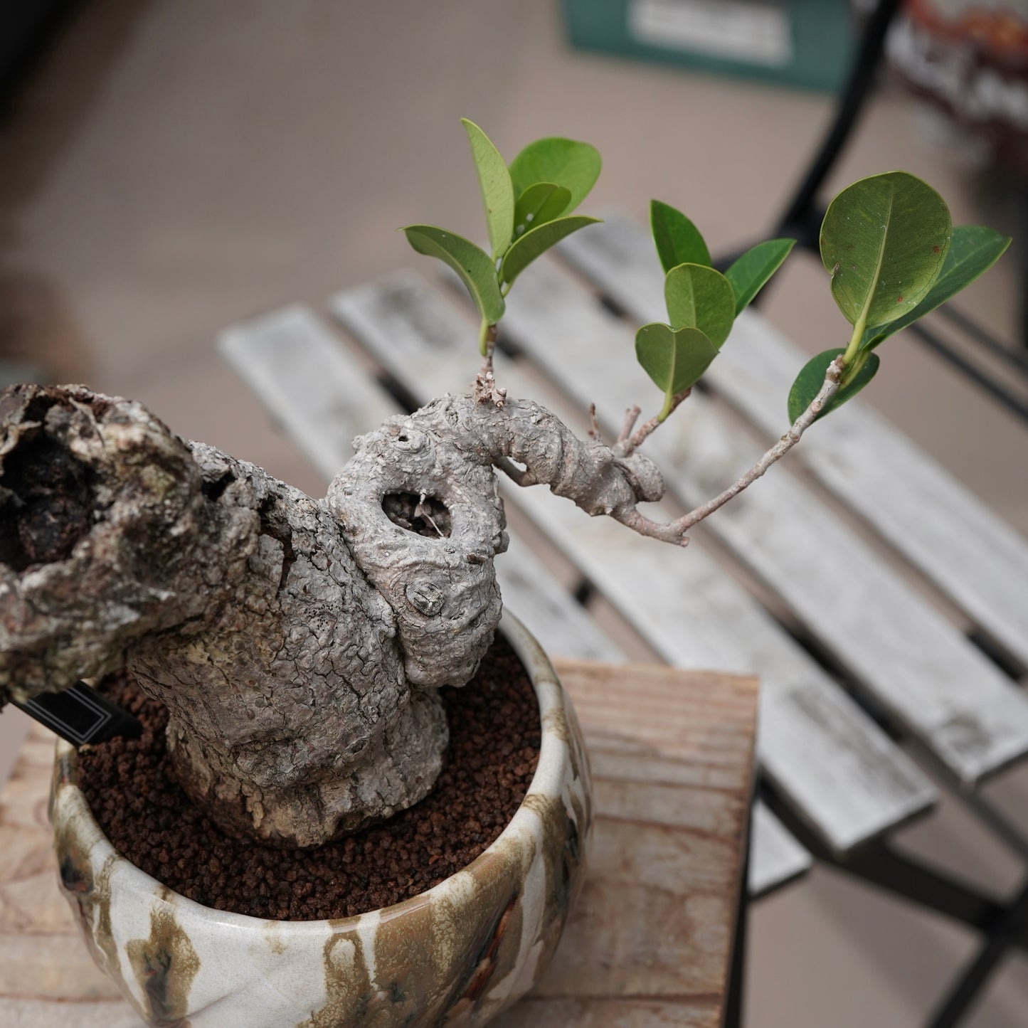 Ficus microcarpa（ガジュマル）No.15 × Konect Tokyo