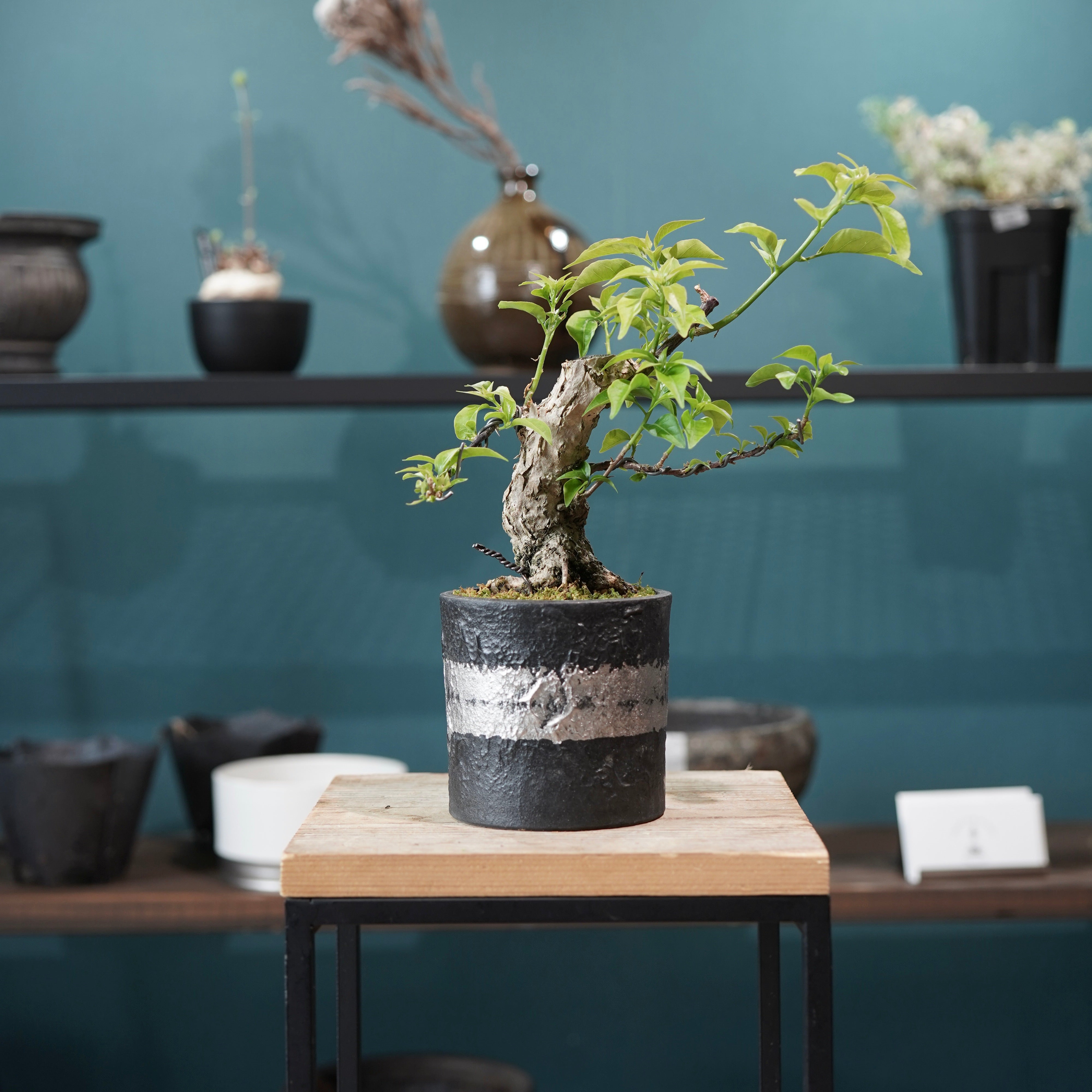 Old bougainvillea（ブーゲンビリア古木) × 高見澤 匠 