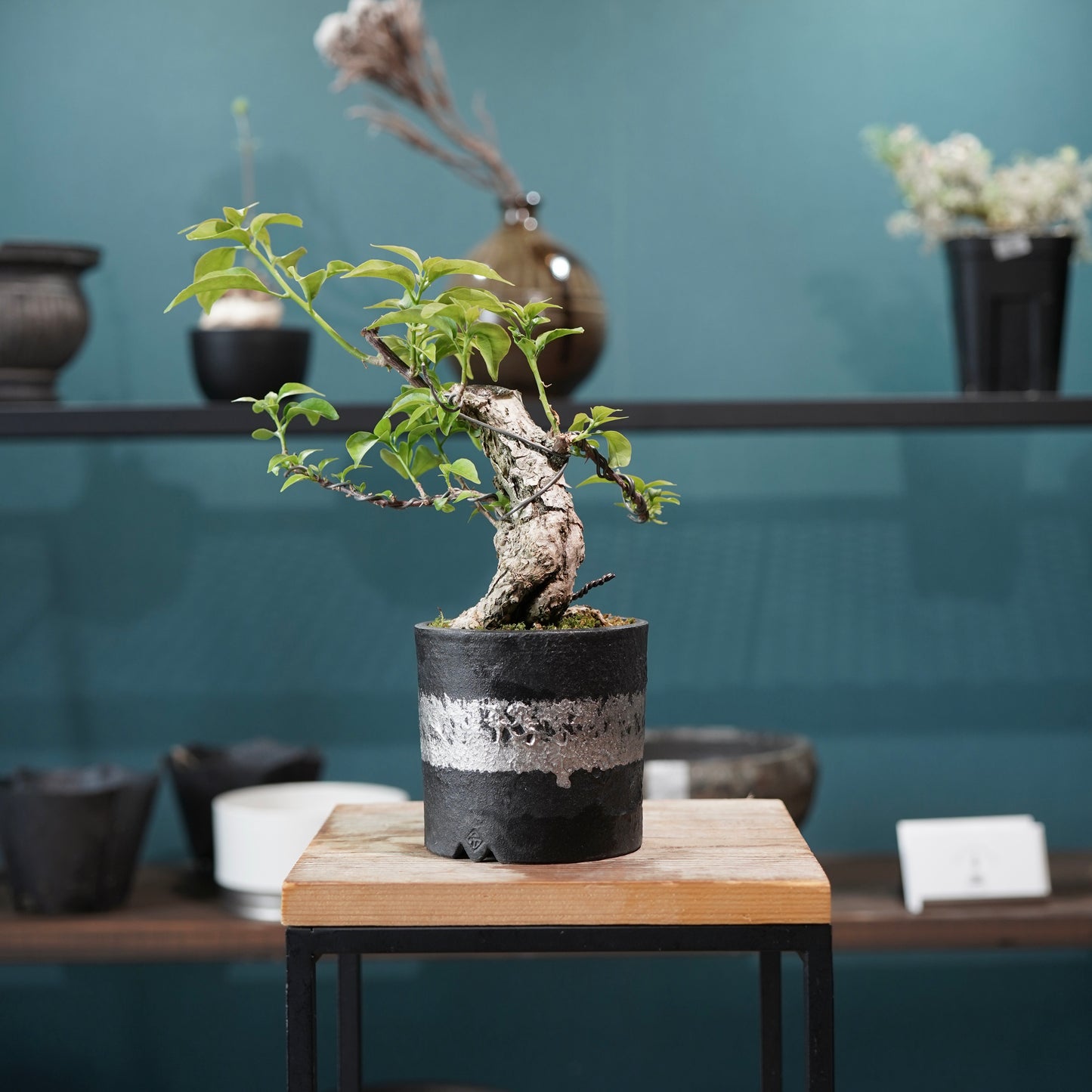 Old bougainvillea（ブーゲンビリア古木) × 高見澤 匠 "黒磁／白金鉢3号"