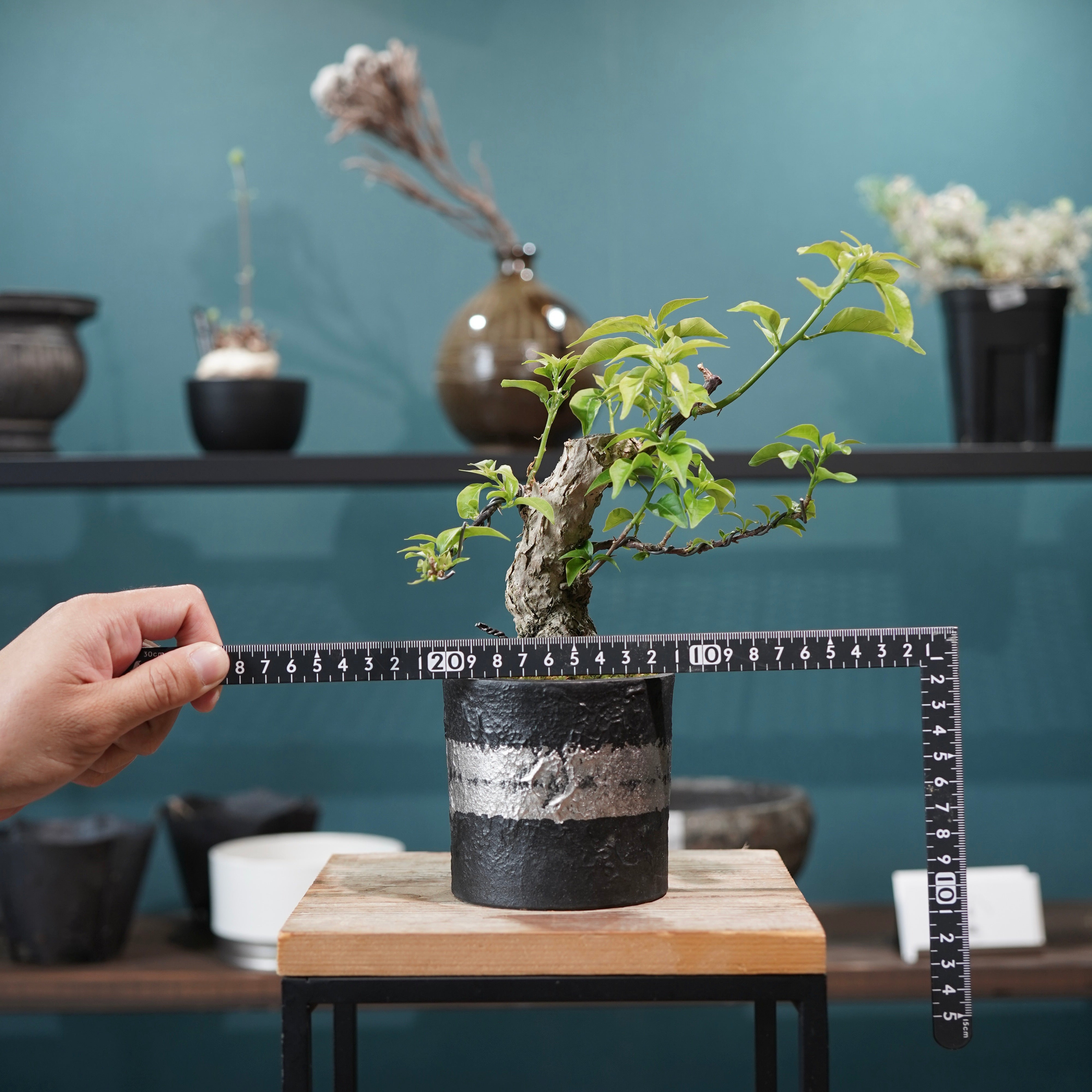 Old bougainvillea（ブーゲンビリア古木) × 高見澤 匠 