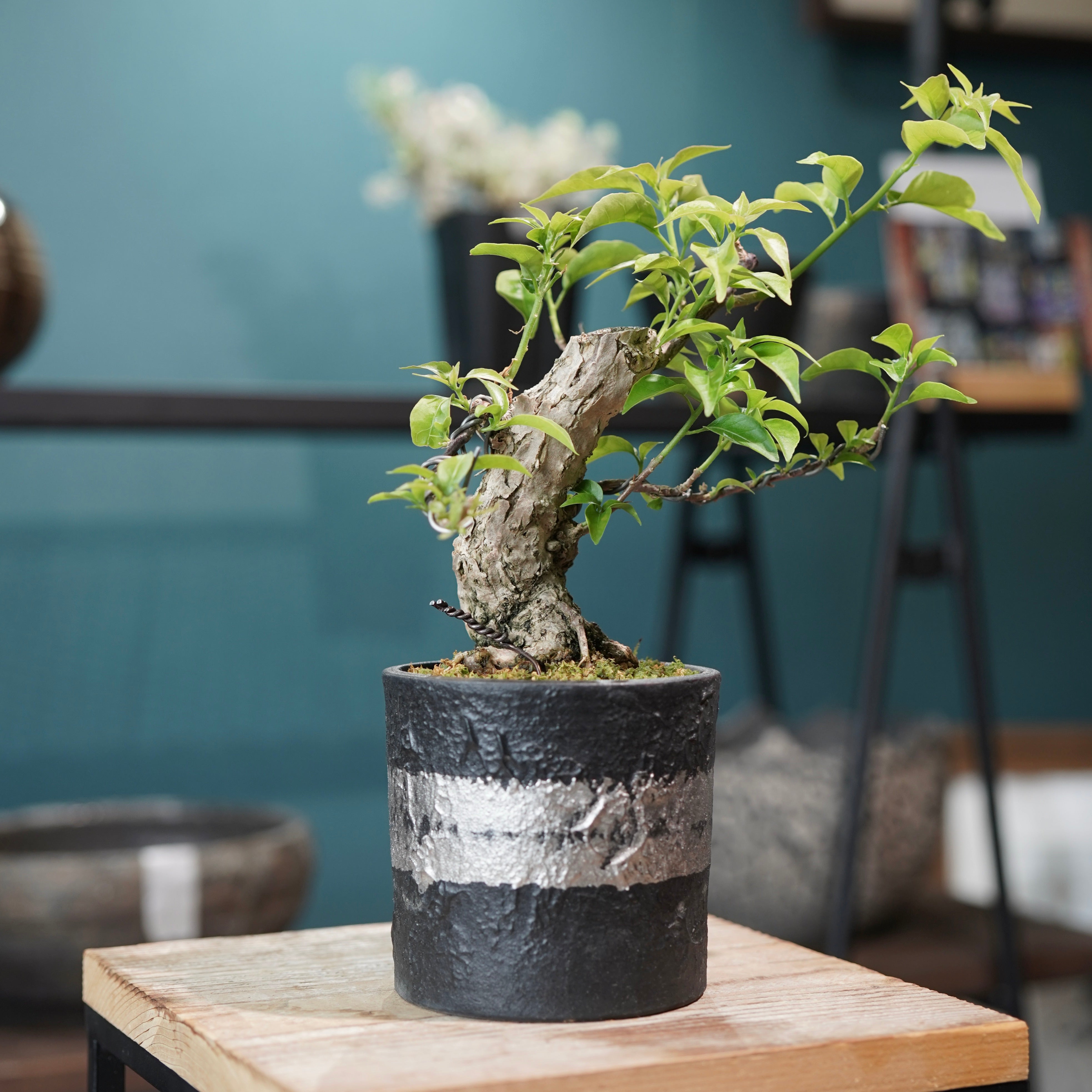 Old bougainvillea（ブーゲンビリア古木) × 高見澤 匠 