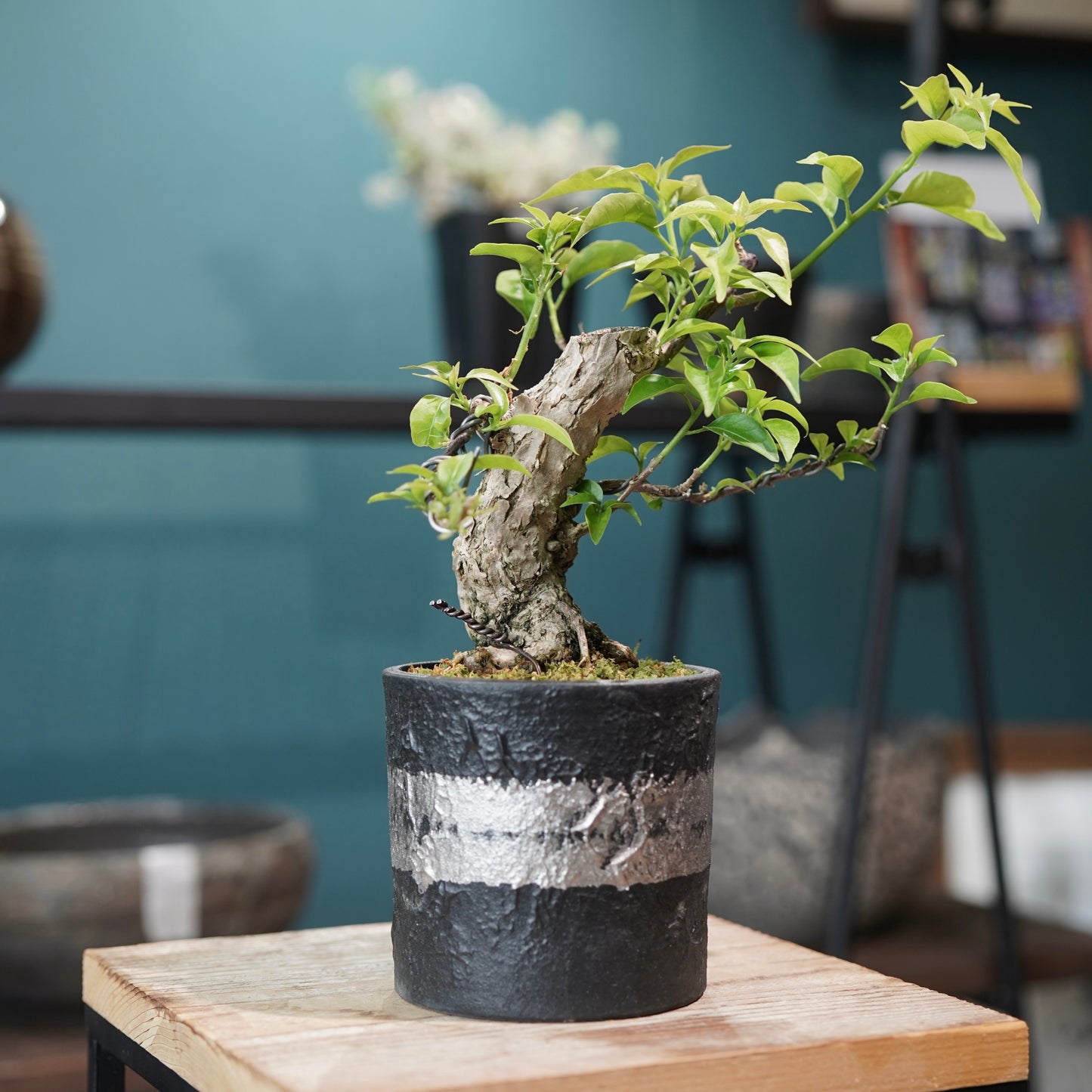 Old bougainvillea（ブーゲンビリア古木) × 高見澤 匠 "黒磁／白金鉢3号"