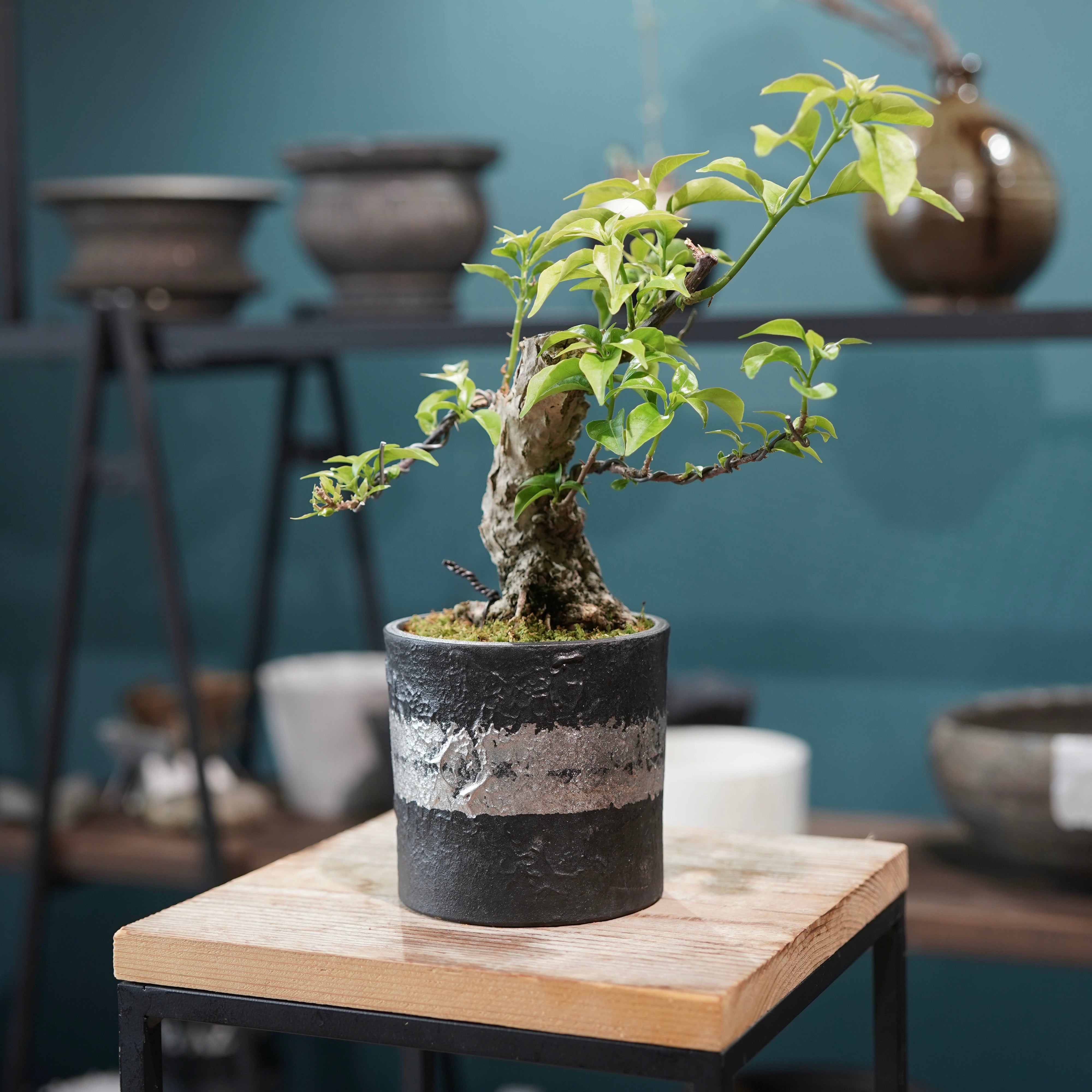 Old bougainvillea（ブーゲンビリア古木) × 高見澤 匠 