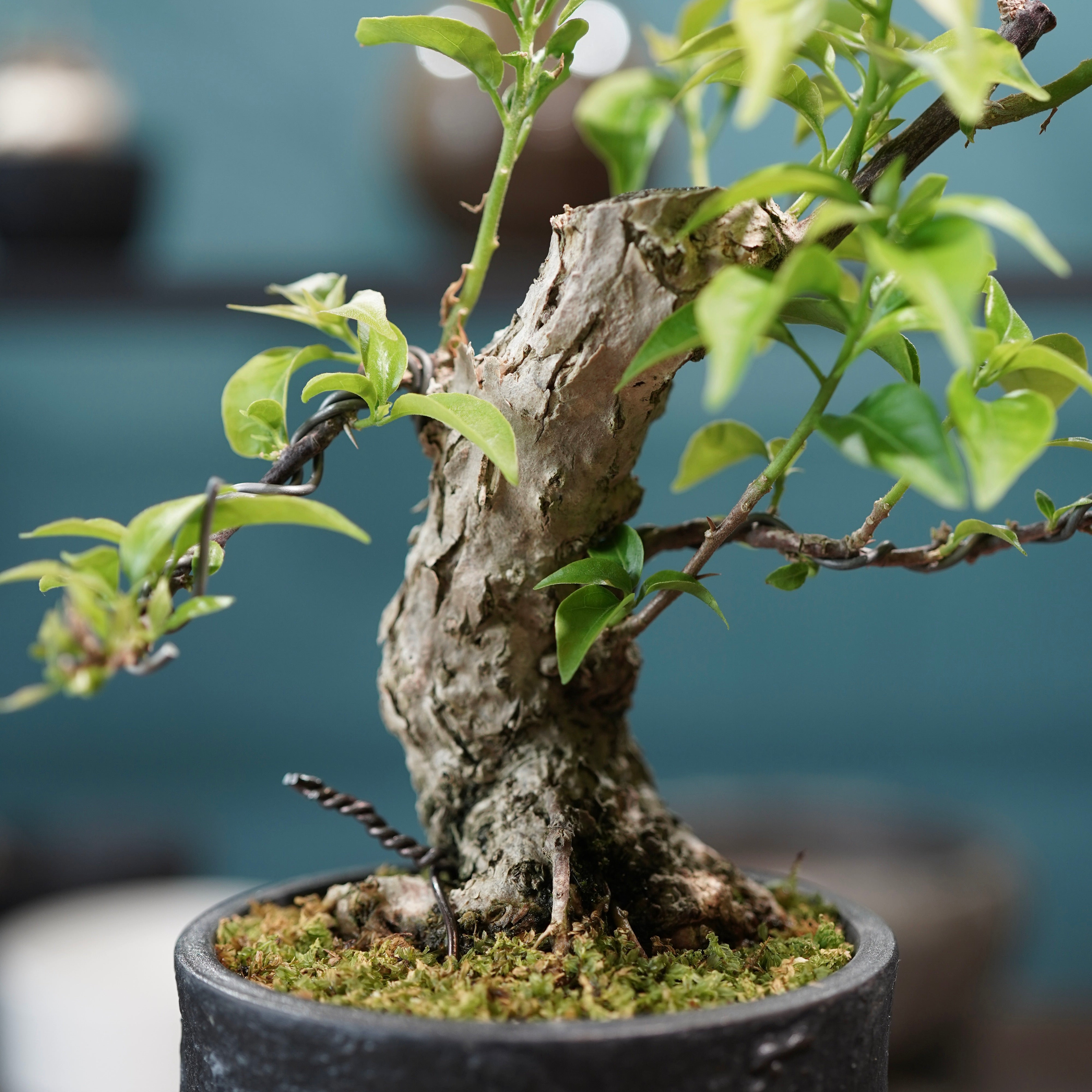 Old bougainvillea（ブーゲンビリア古木) × 高見澤 匠 