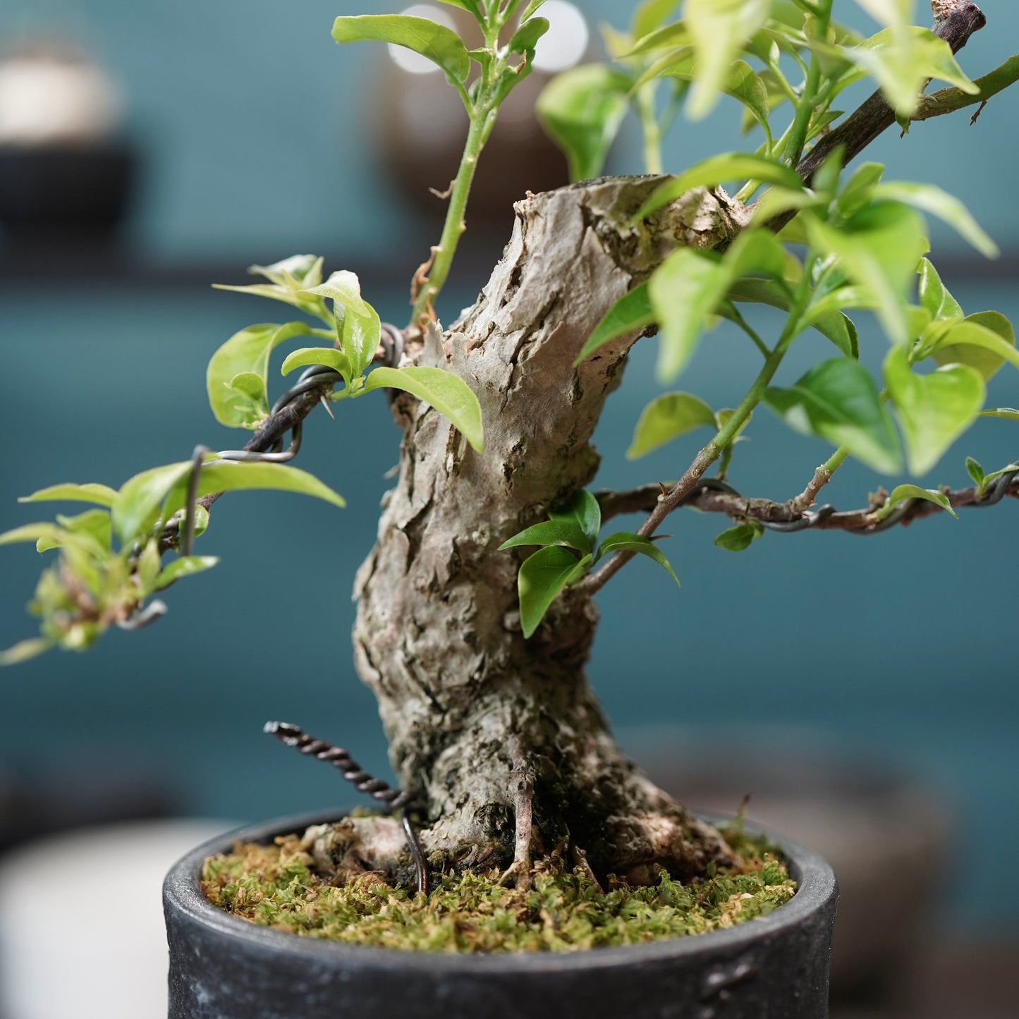 Old bougainvillea（ブーゲンビリア古木) × 高見澤 匠 "黒磁／白金鉢3号"