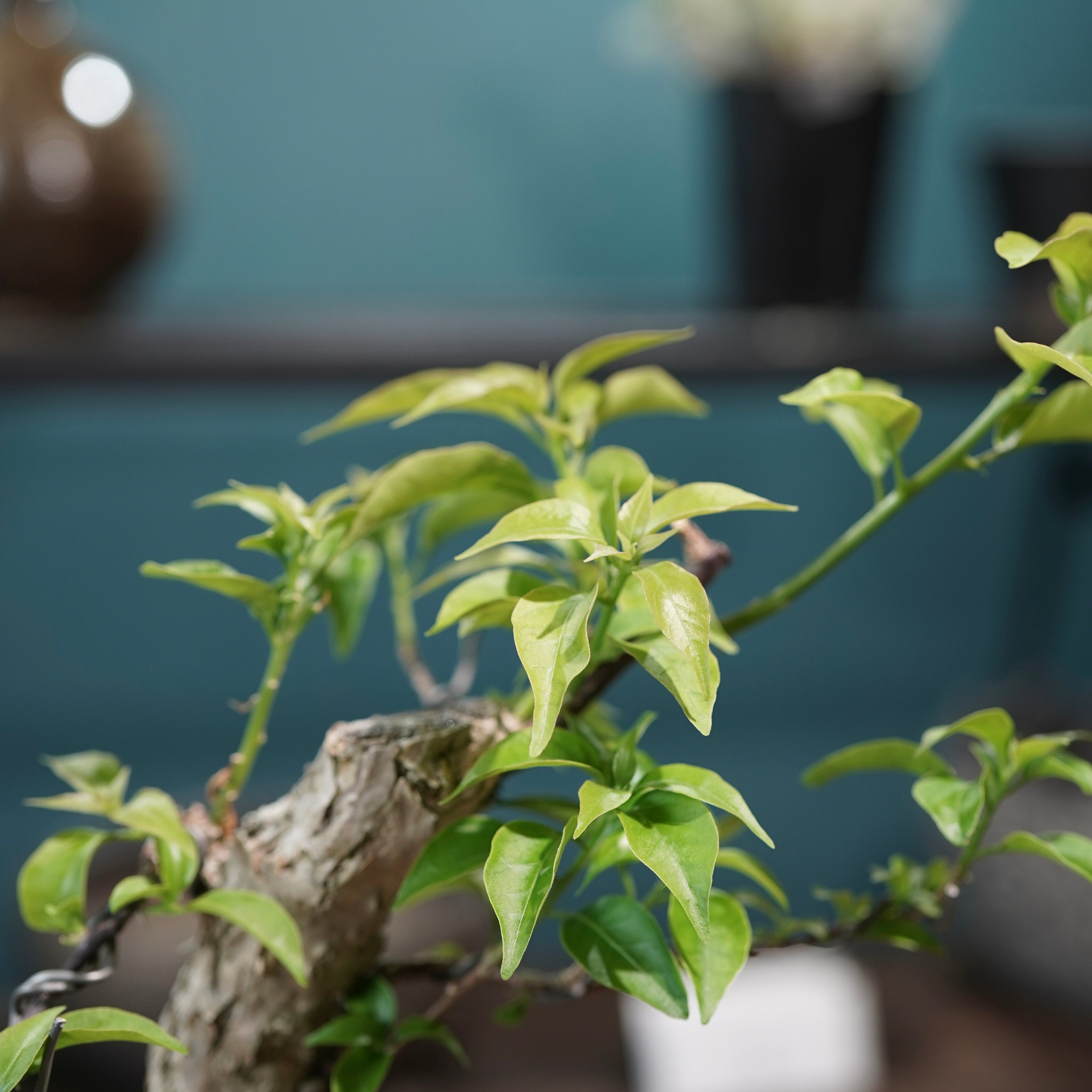 Old bougainvillea（ブーゲンビリア古木) × 高見澤 匠 