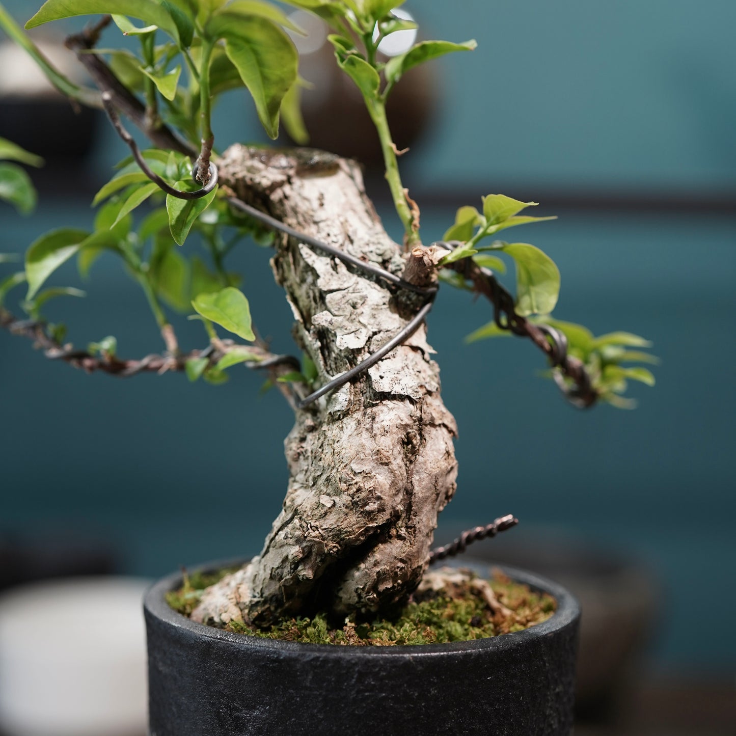 Old bougainvillea（ブーゲンビリア古木) × 高見澤 匠 "黒磁／白金鉢3号"