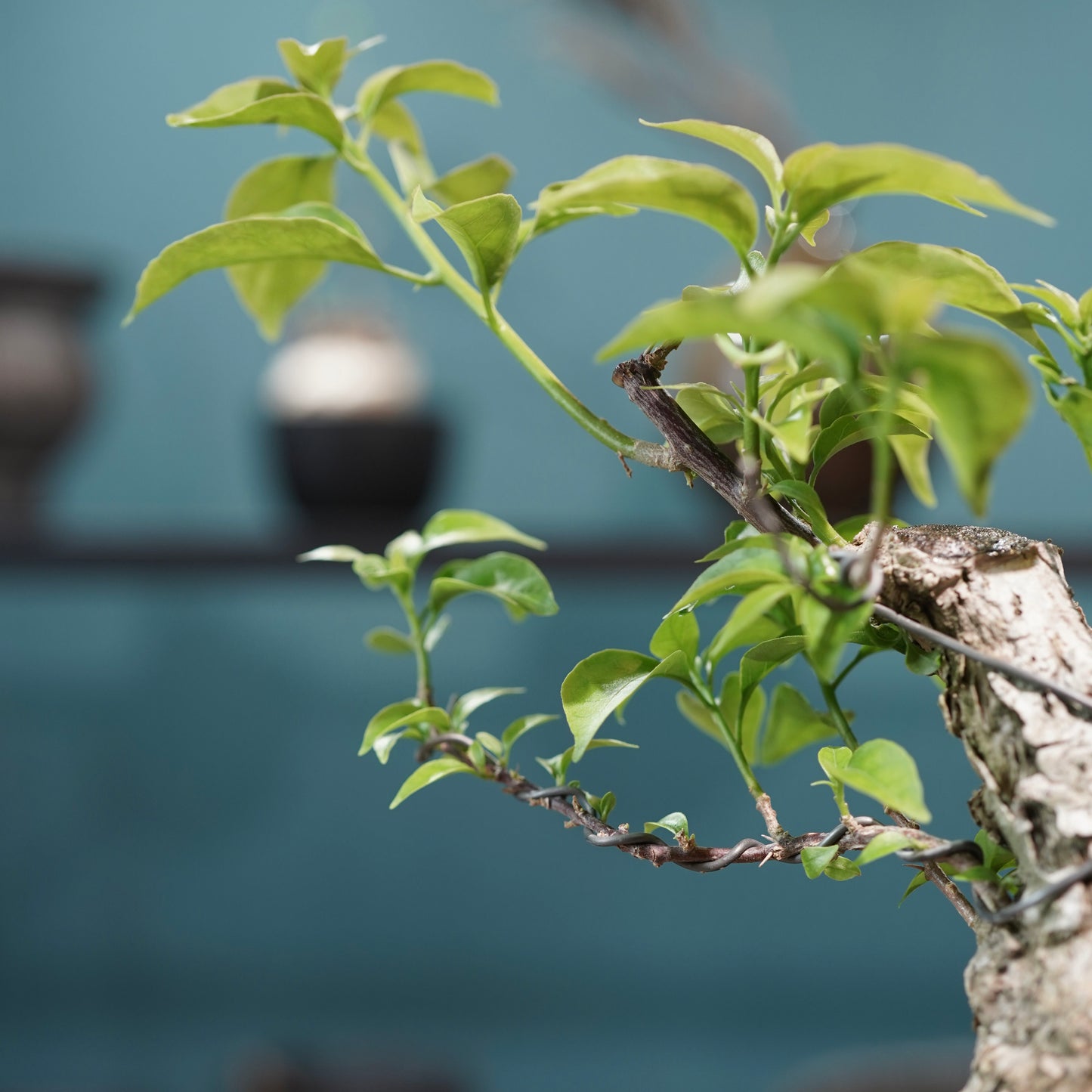 Old bougainvillea（ブーゲンビリア古木) × 高見澤 匠 "黒磁／白金鉢3号"