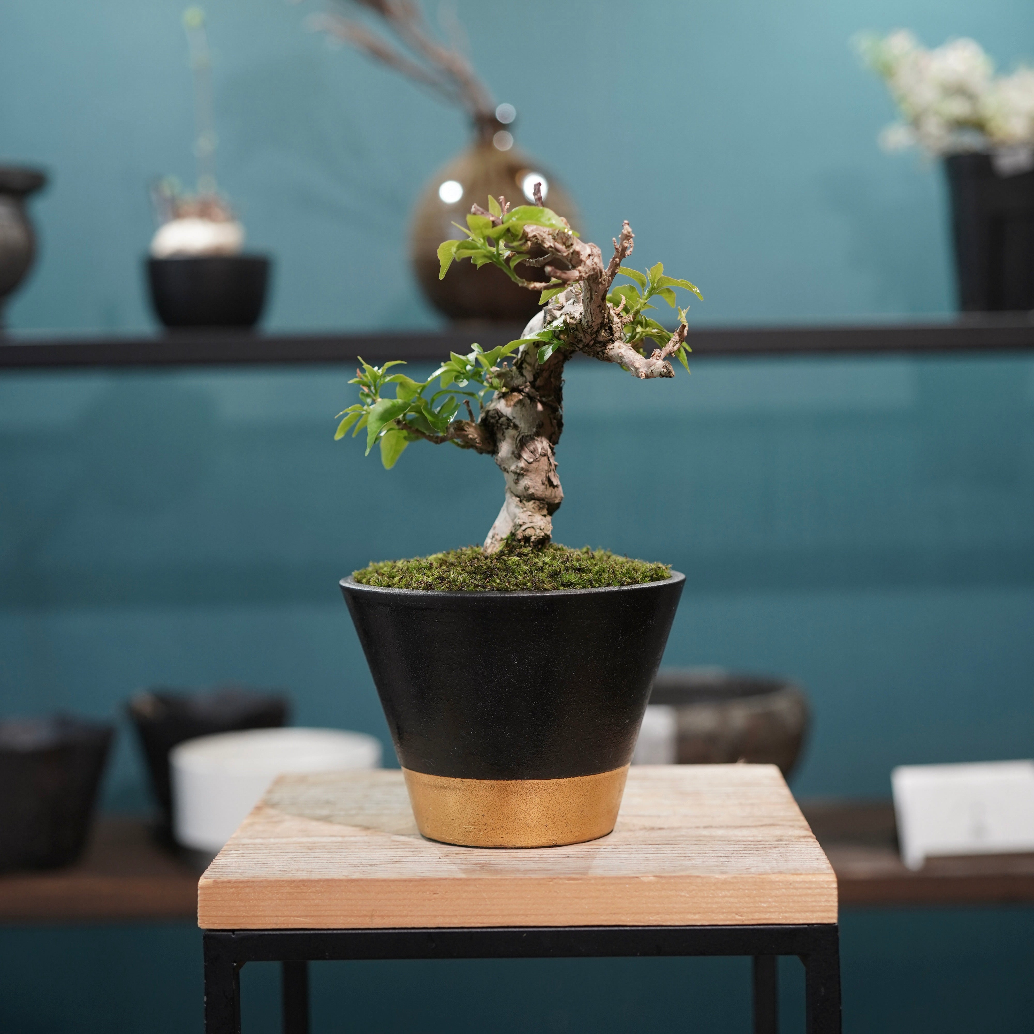Old bougainvillea（ブーゲンビリア古木) × 高見澤 匠 