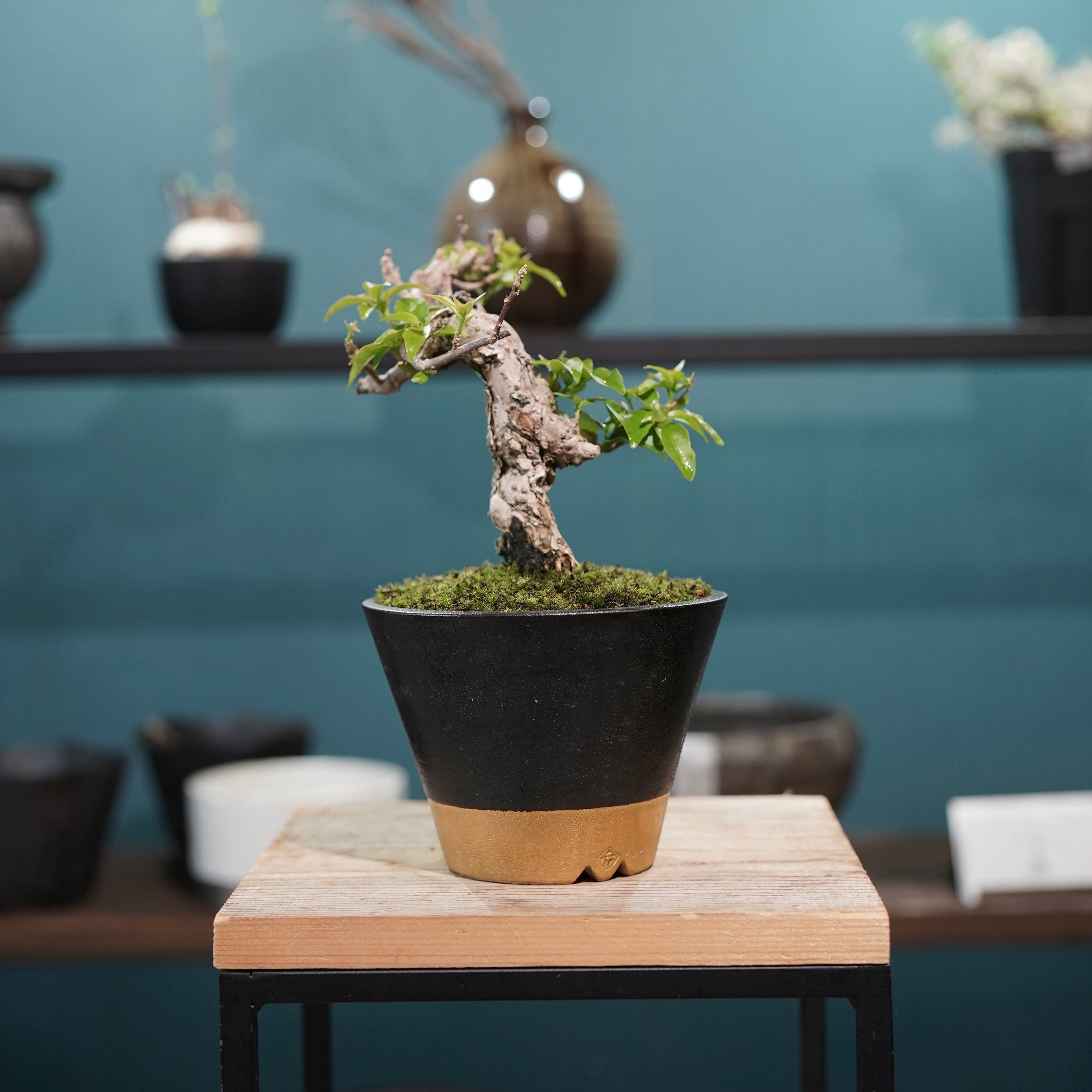 Old bougainvillea（ブーゲンビリア古木) × 高見澤 匠 