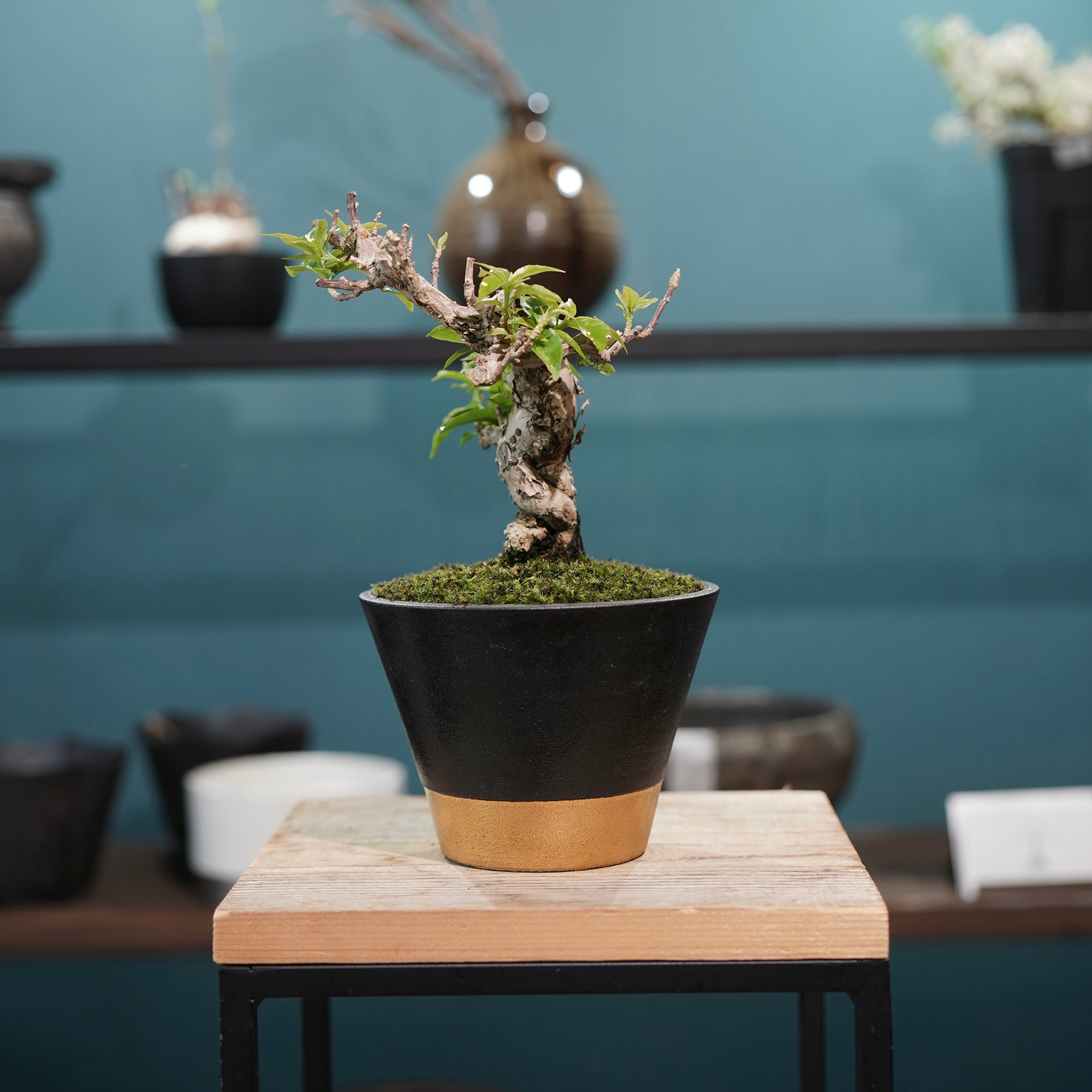 Old bougainvillea（ブーゲンビリア古木) × 高見澤 匠 