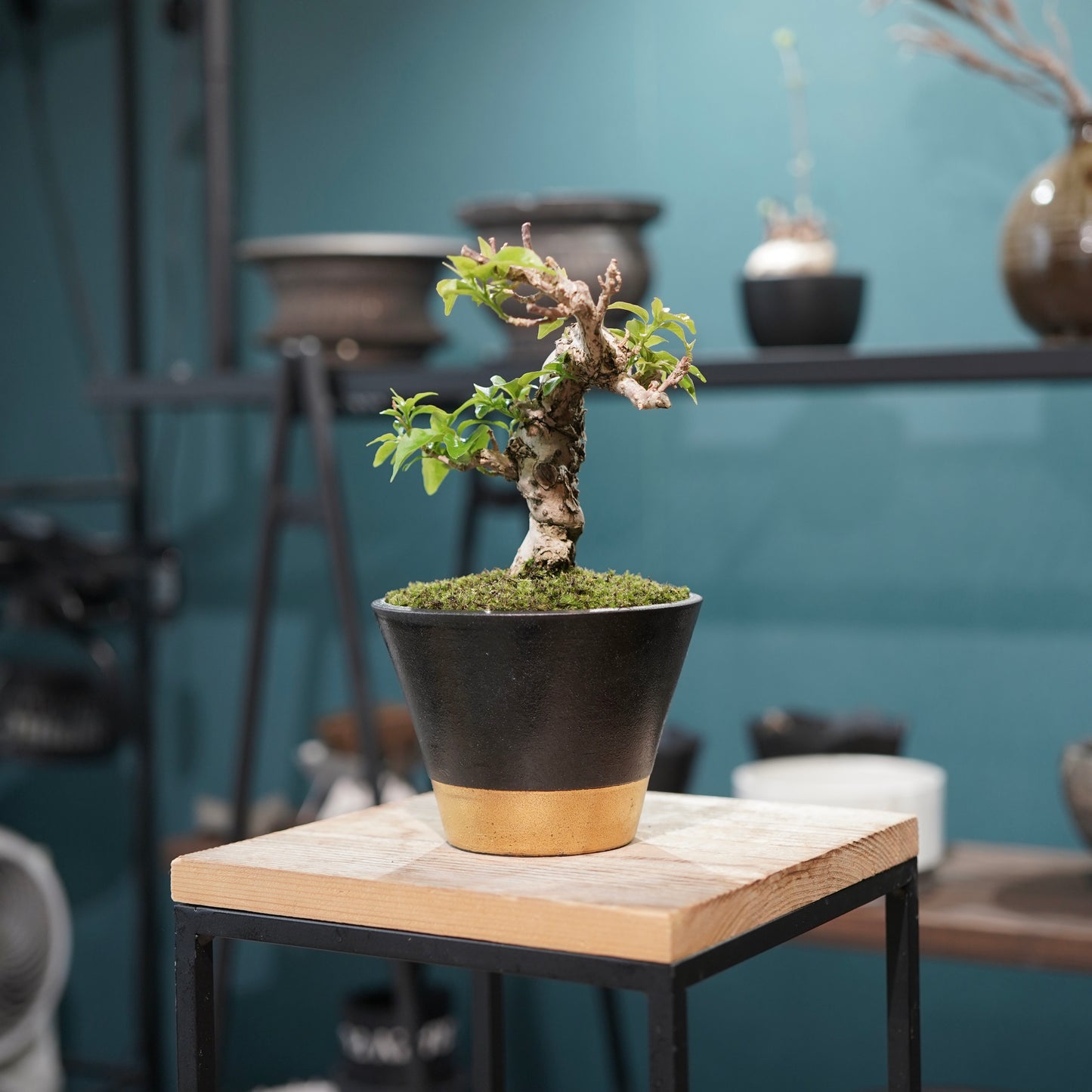 Old bougainvillea（ブーゲンビリア古木) × 高見澤 匠 "黒磁／金彩鉢4号"
