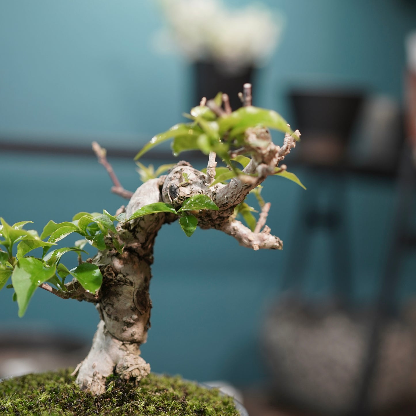 Old bougainvillea（ブーゲンビリア古木) × 高見澤 匠 "黒磁／金彩鉢4号"