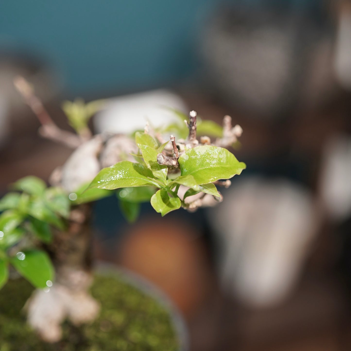 Old bougainvillea（ブーゲンビリア古木) × 高見澤 匠 "黒磁／金彩鉢4号"