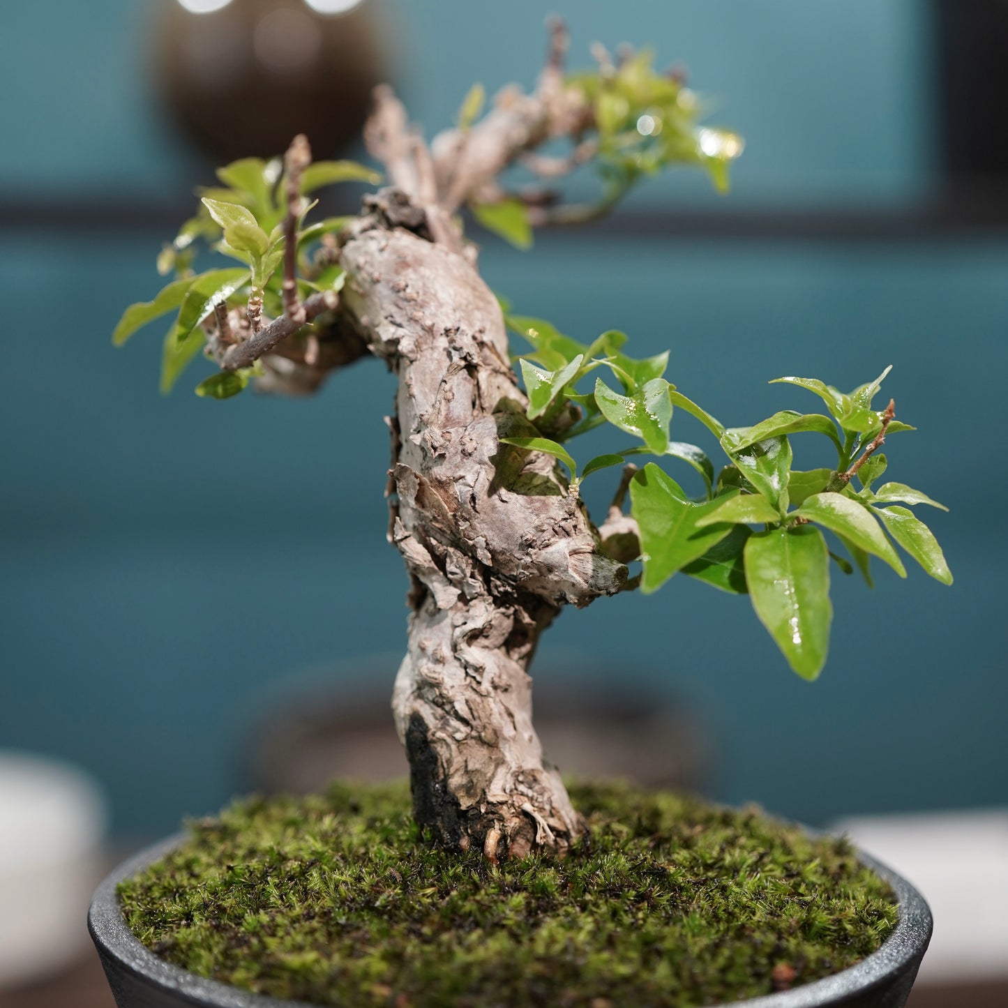 Old bougainvillea（ブーゲンビリア古木) × 高見澤 匠 "黒磁／金彩鉢4号"